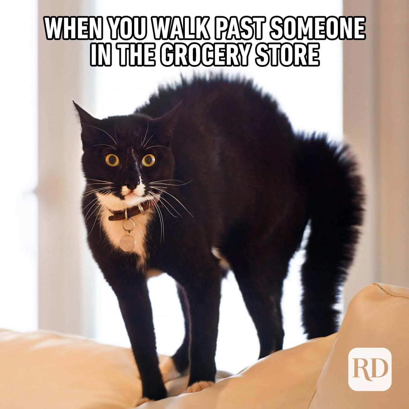 Cute Animal Memes 桌布 壁紙 — 一隻黑貓，白色胸口，明亮黃眼睛，警覺地站在米色梳化上，直視鏡頭。