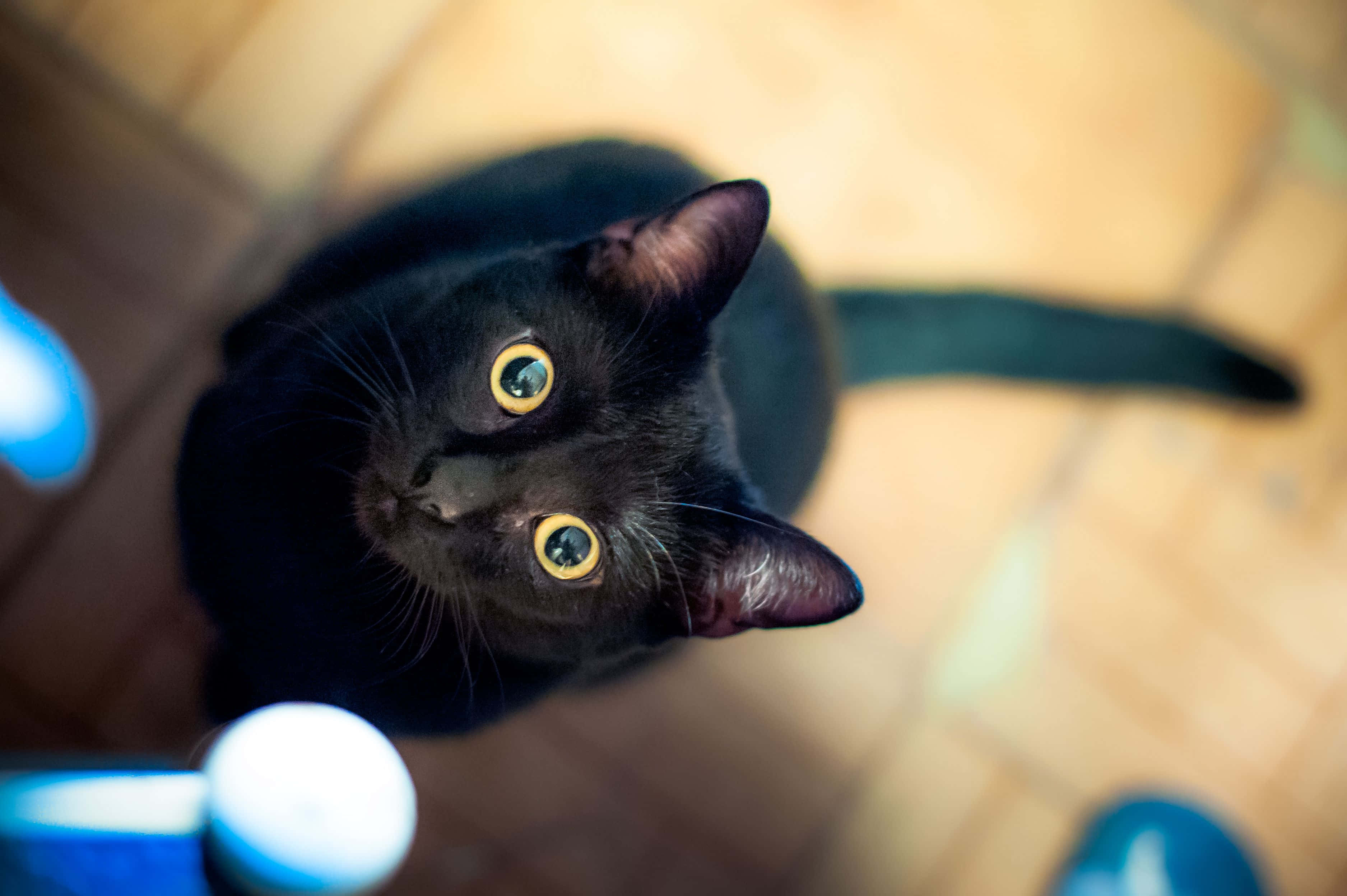 一隻黑貓，黃色眼睛 壁紙