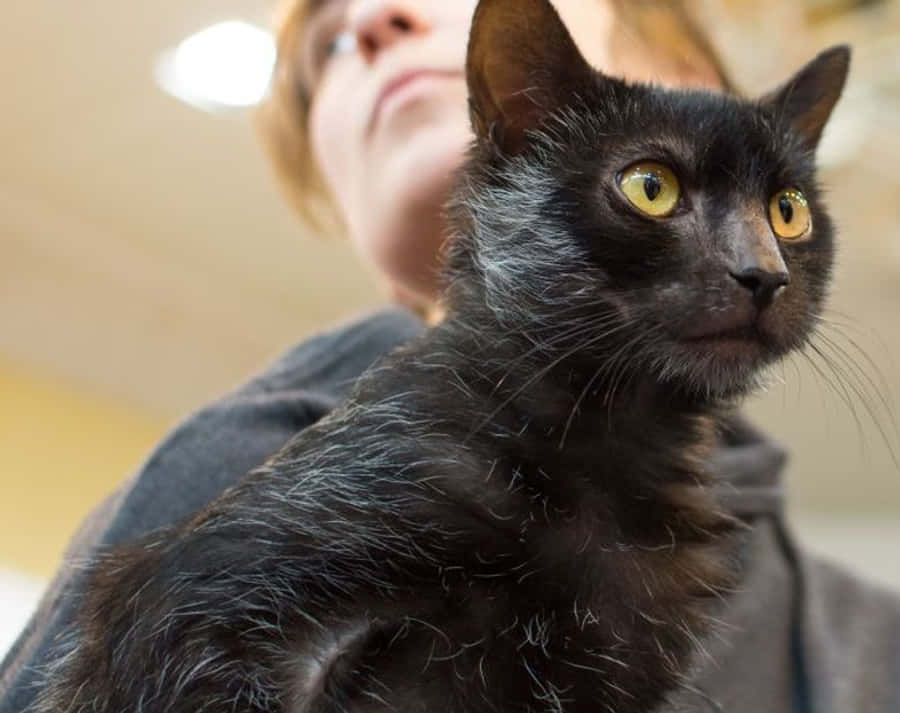 Lykoi 桌布 壁紙 — 一隻黑貓擁有引人注目的黃色眼睛，在室內被人抱著的近距離特寫。