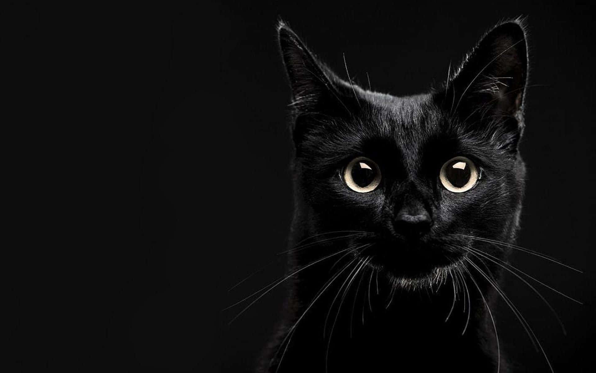 Cat Desktop 桌布 壁紙 — 一隻黑貓的特寫，擁有發光的琥珀色眼睛，在純黑色背景下強烈凝視。