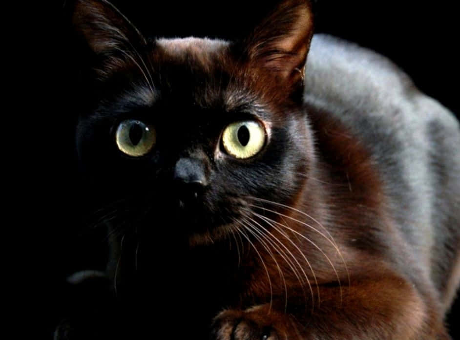 Burmese Cat 桌布 壁紙 — 一隻黑貓的特寫，黃色發光的眼睛在黑暗背景下強烈凝視。