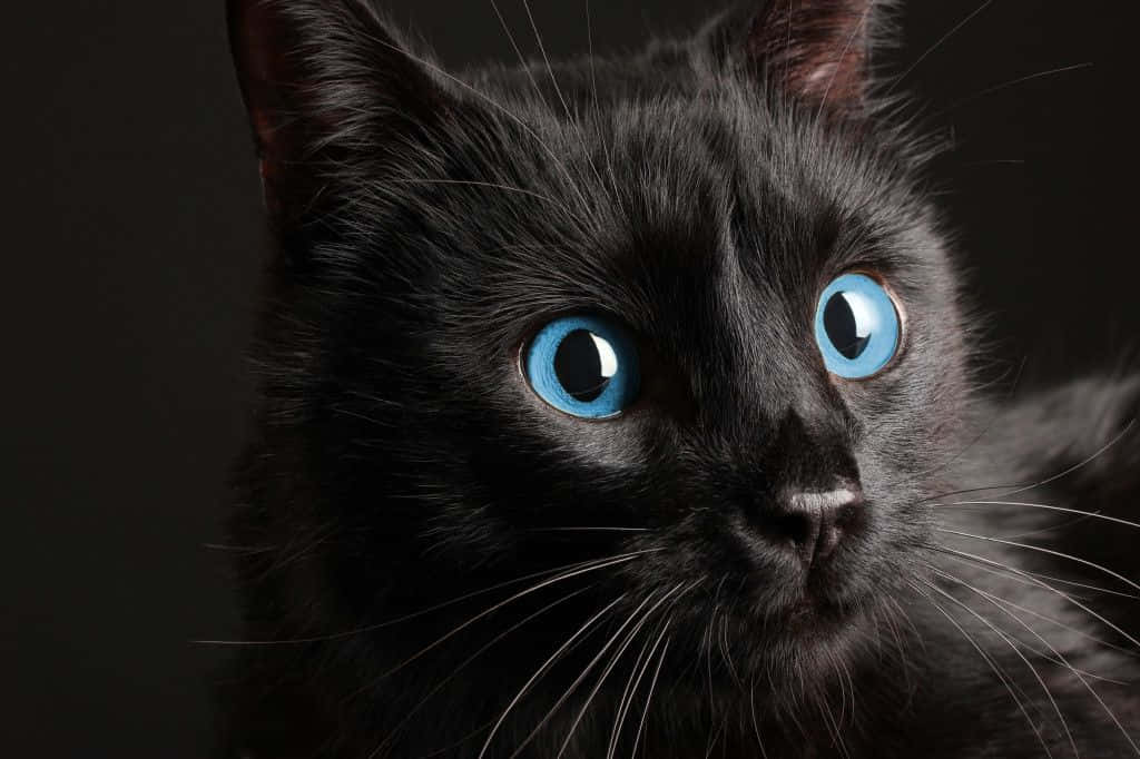 Ojos Azules Cat 桌布 壁紙 — 一隻黑貓的近距離特寫，擁有引人注目的明亮藍色眼睛，在黑暗背景下凝視著。