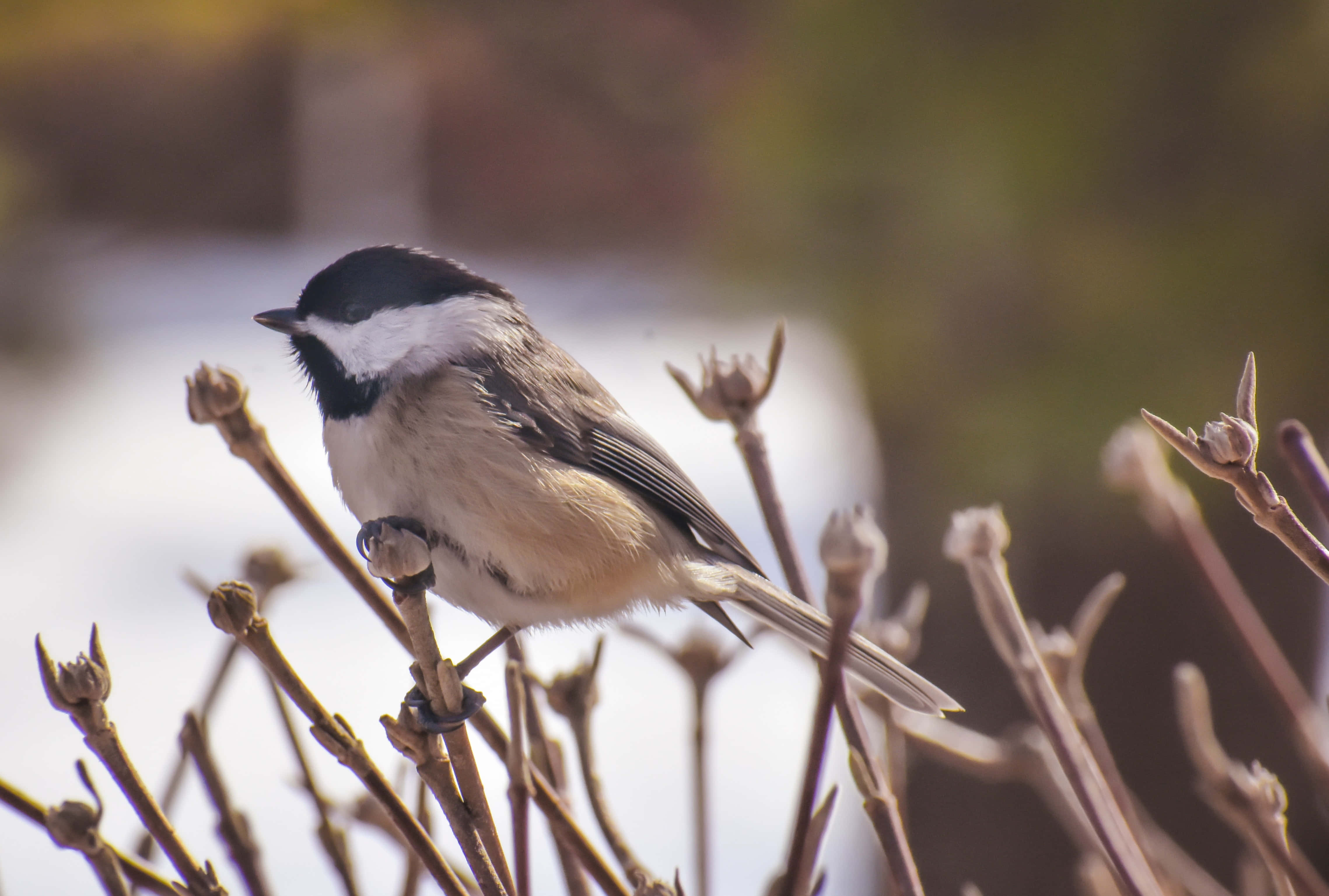 sparrow 桌布 壁紙 — 一隻黑頂山雀棲息在光禿的冬季樹枝上，背景是柔和的雪景。