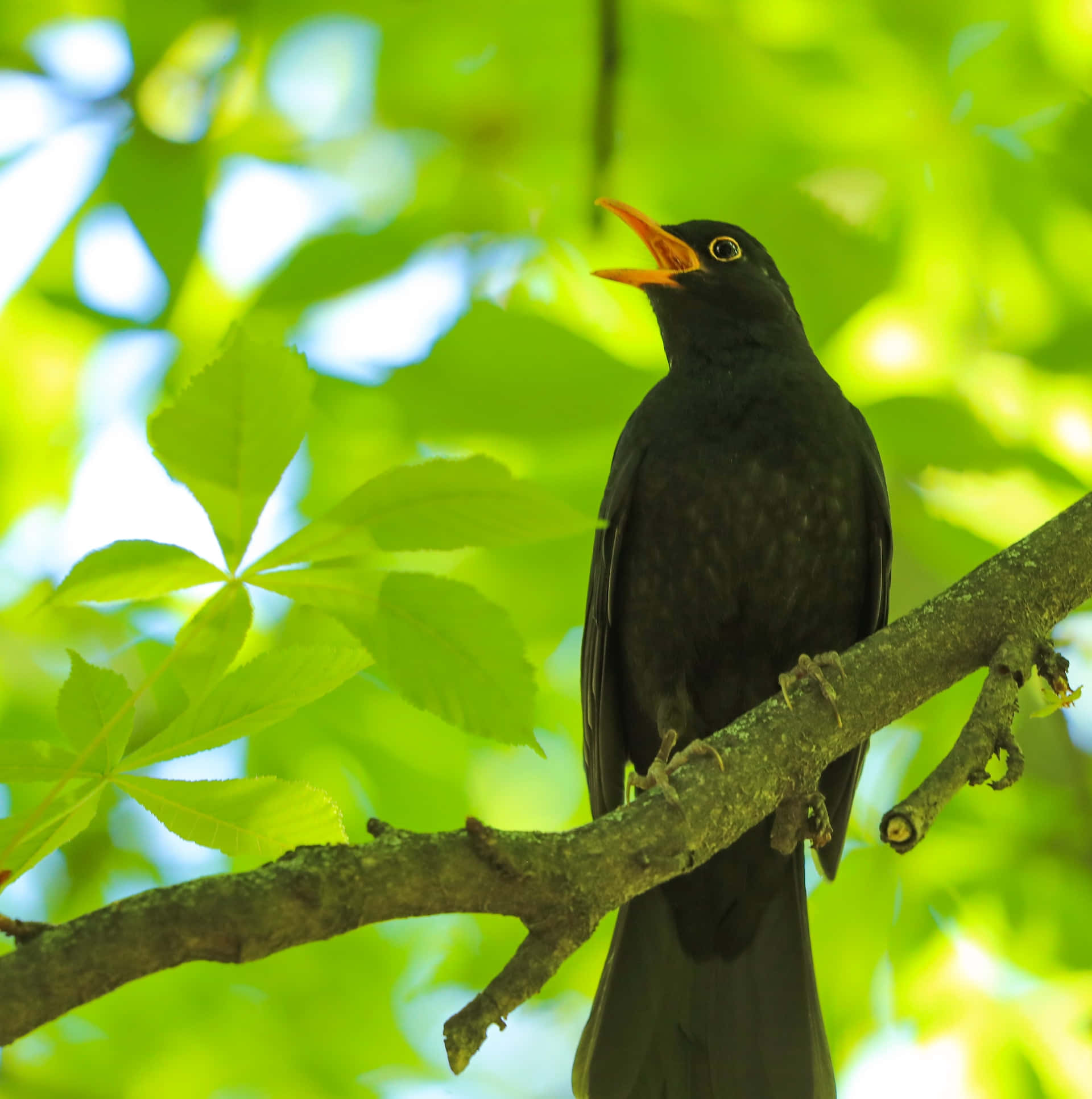 Birds Chirping 桌布 壁紙 — 一隻黑鶇棲息在陽光照耀的樹枝上，鳥喙張開，背景是充滿活力的綠葉。