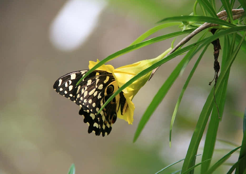Butterfly Zoo 桌布 壁紙 — 一隻黑黃斑點的蝴蝶優雅地停在一朵鮮豔的黃花上，周圍是茂密的綠葉。
