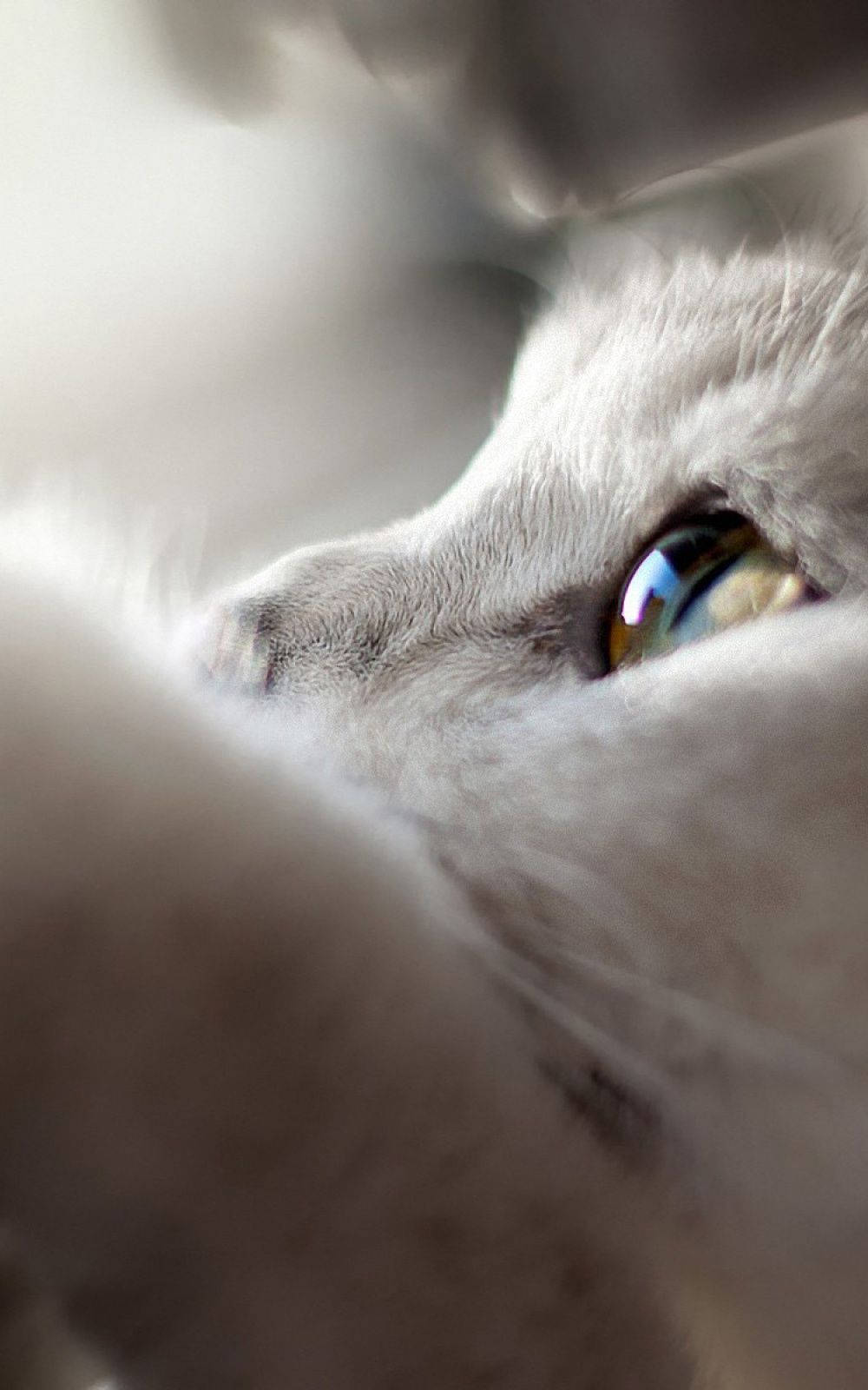 White Cat 桌布 壁紙 — 一雙毛茸茸的白貓眼睛的特寫，透過柔軟的毛髮閃爍著金色和藍色的反射光。