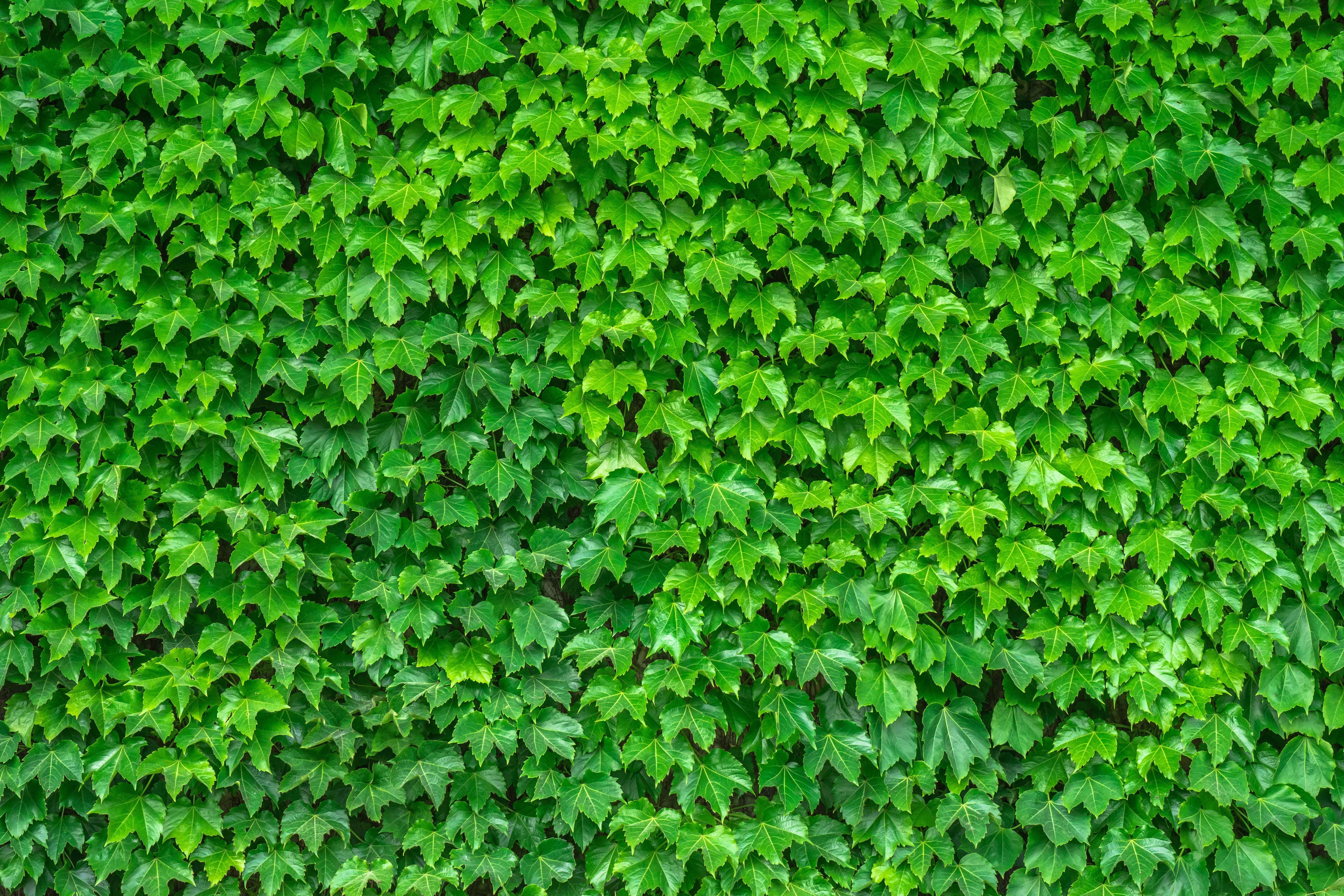 Plant 4K 桌布 壁紙 — 一面密集的牆壁覆蓋著充滿活力的綠色常春藤葉，營造出茂盛的自然質感。