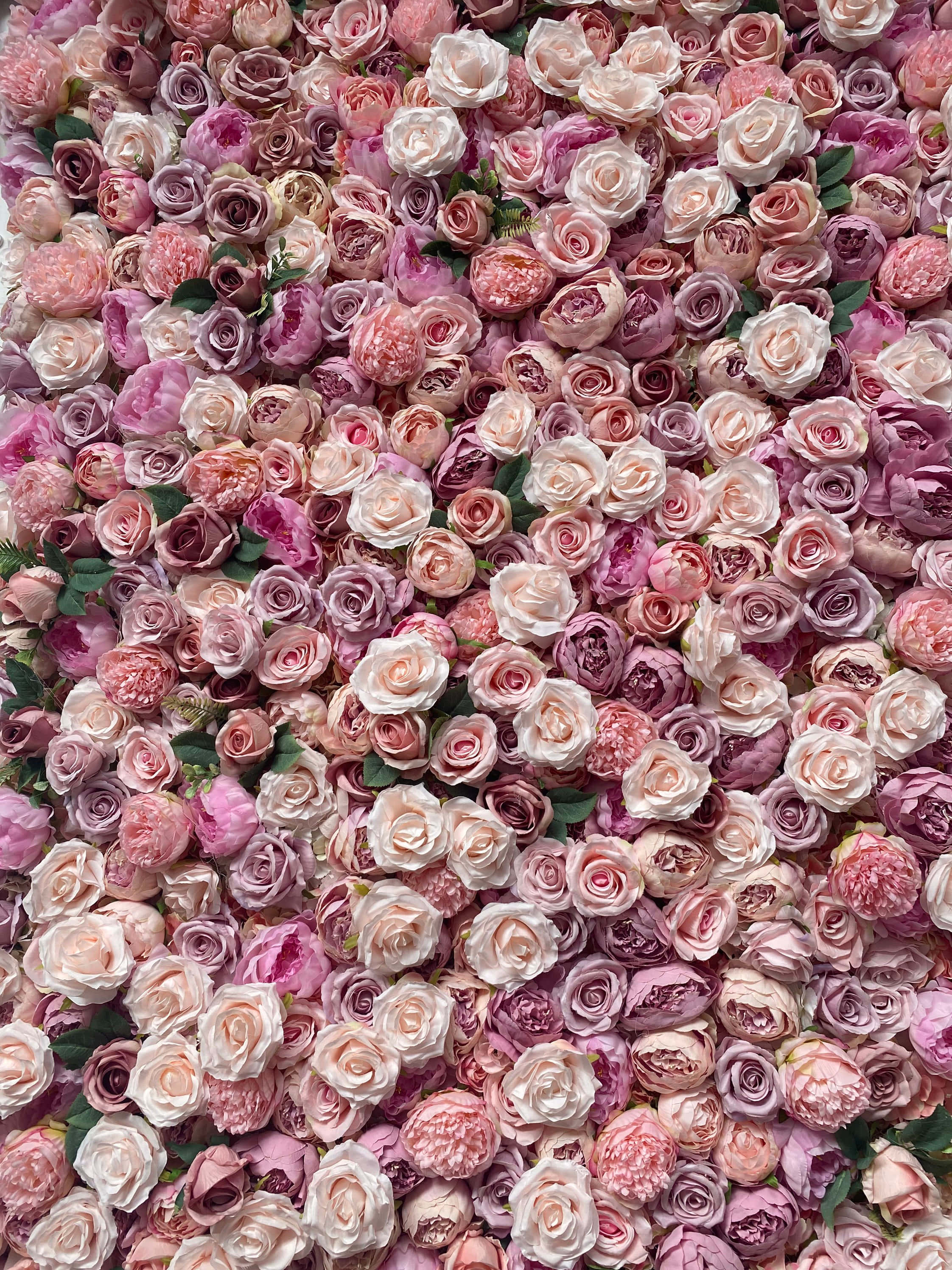 Pink Wall 桌布 壁紙 — 一面由柔軟粉紅和奶油色玫瑰與綠葉組成的密集牆壁，營造出豐盛浪漫的花卉背景。
