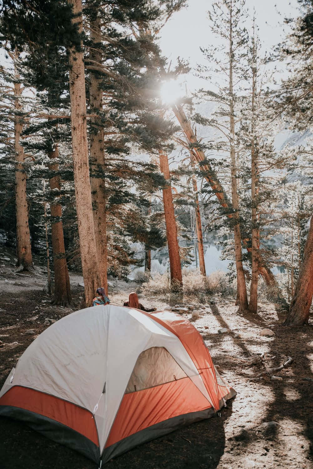 Minimalist Camping 桌布 壁紙 — 一頂亮橙色和白色的帳篷，坐落在高大的松樹之間，陽光穿過樹冠灑落下來。