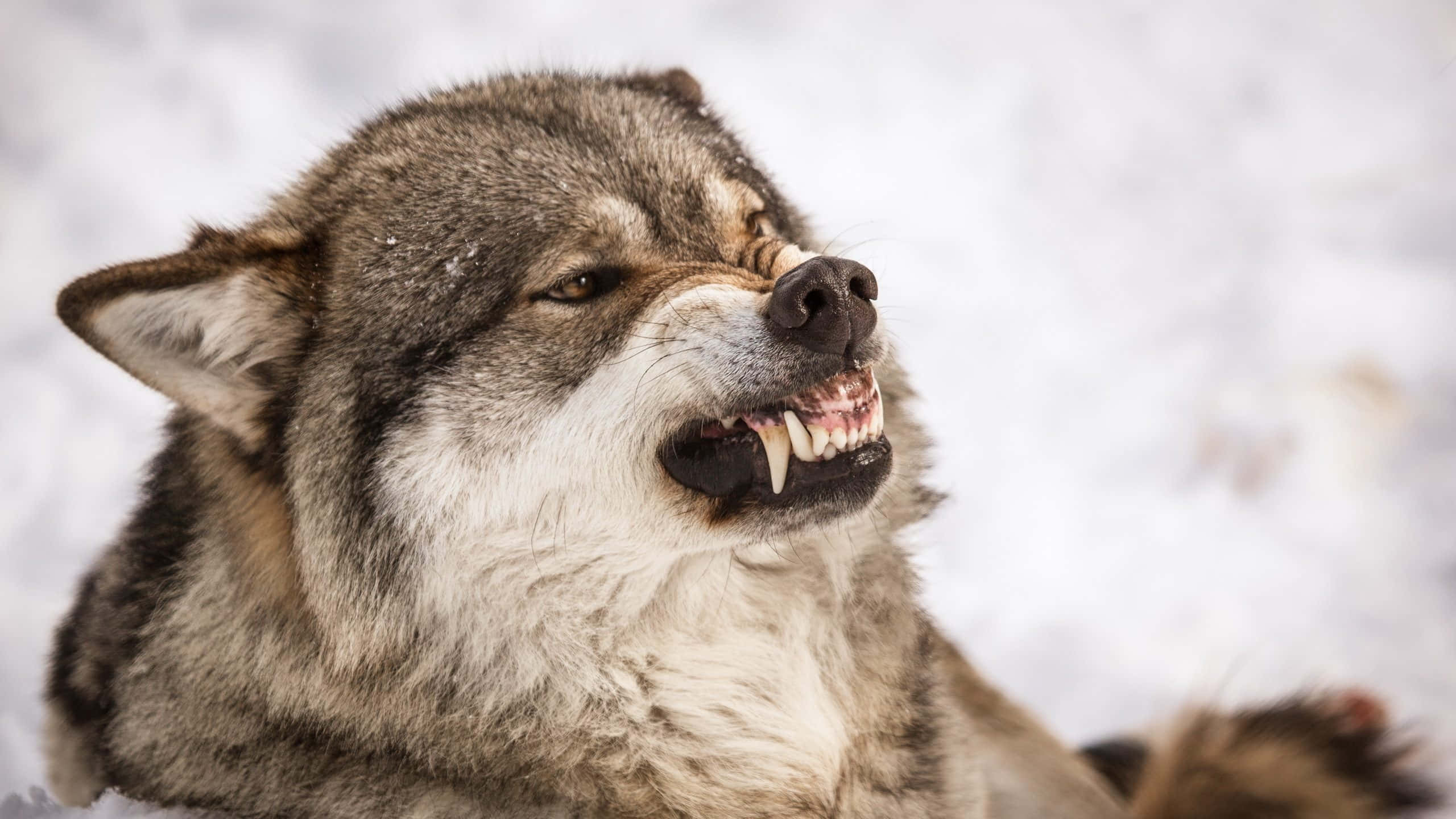 Angry Wolf 桌布 壁紙 — 一頭兇猛的灰狼在雪景中露出牙齒，背景是模糊的冬日景色。