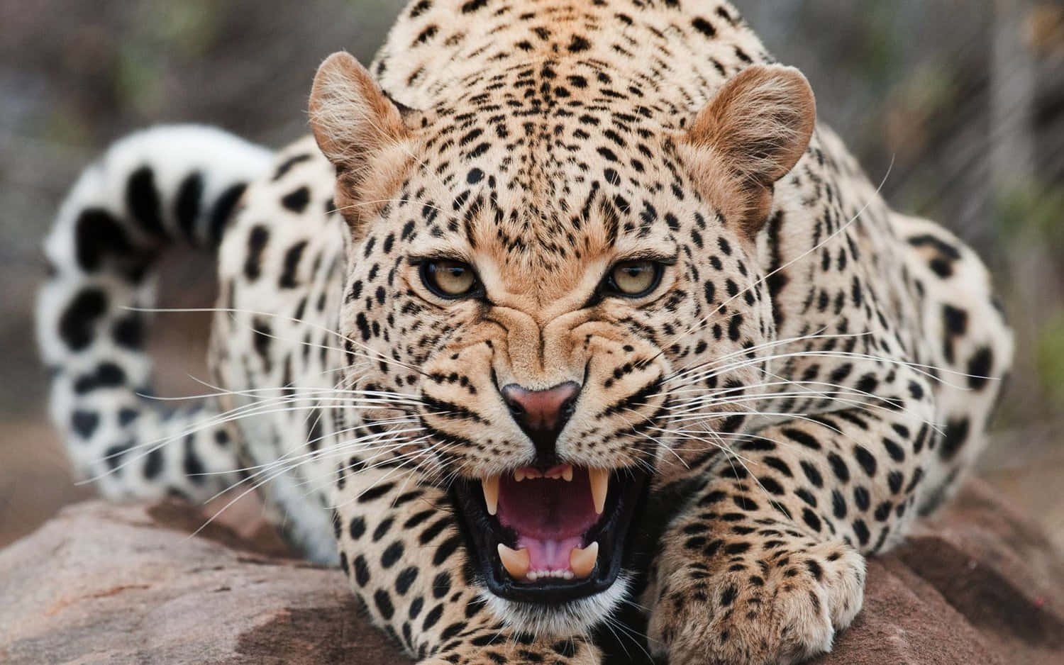 Wildlife Conservation 桌布 壁紙 — 一頭兇猛的豹，身上有斑點皮毛，露出牙齒，在模糊的自然環境中從岩石頂部凝視著。