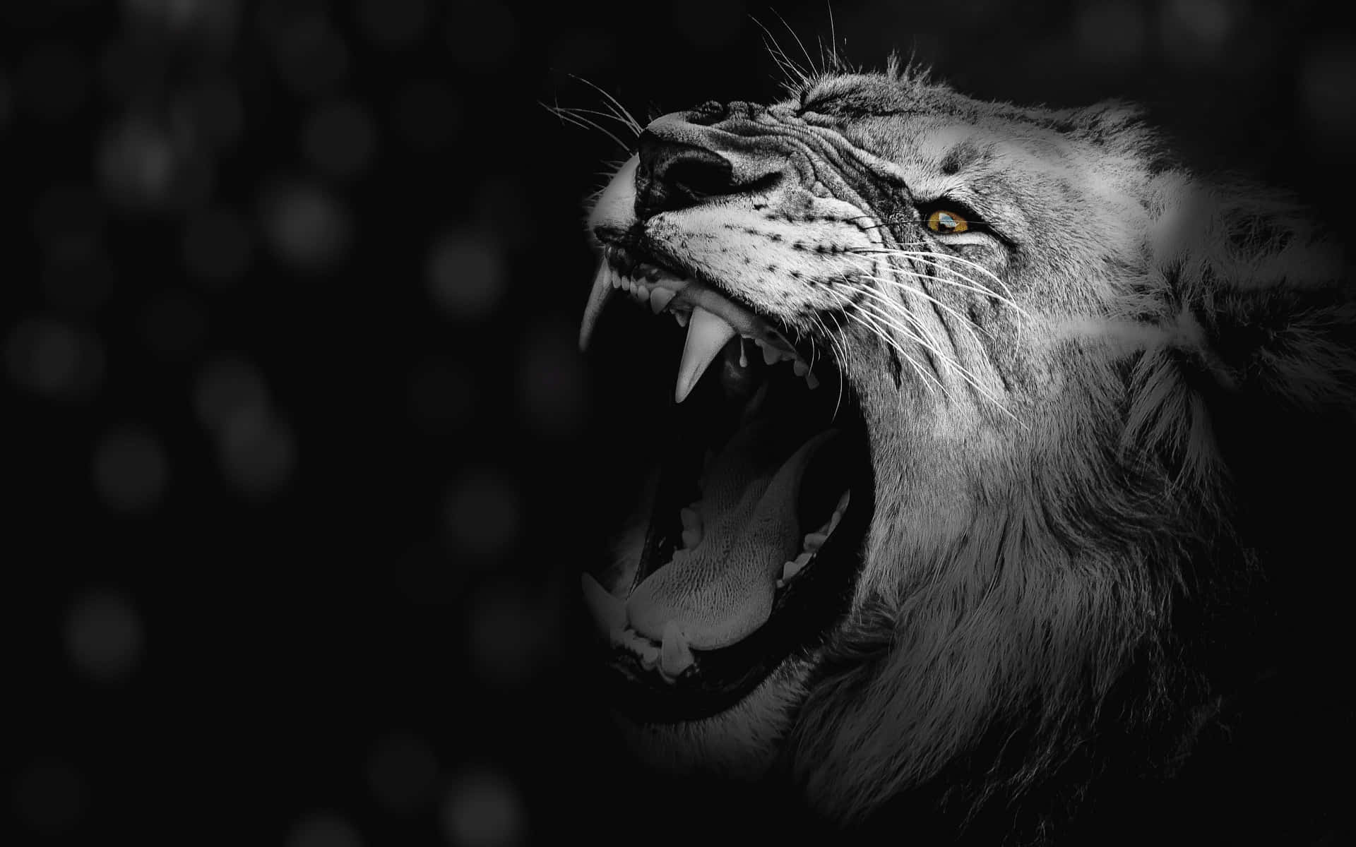 Black Lion 桌布 壁紙 — 一頭咆哮的獅子頭部，黑白配色，眼神凌厲，露出牙齒，背景為深色模糊。