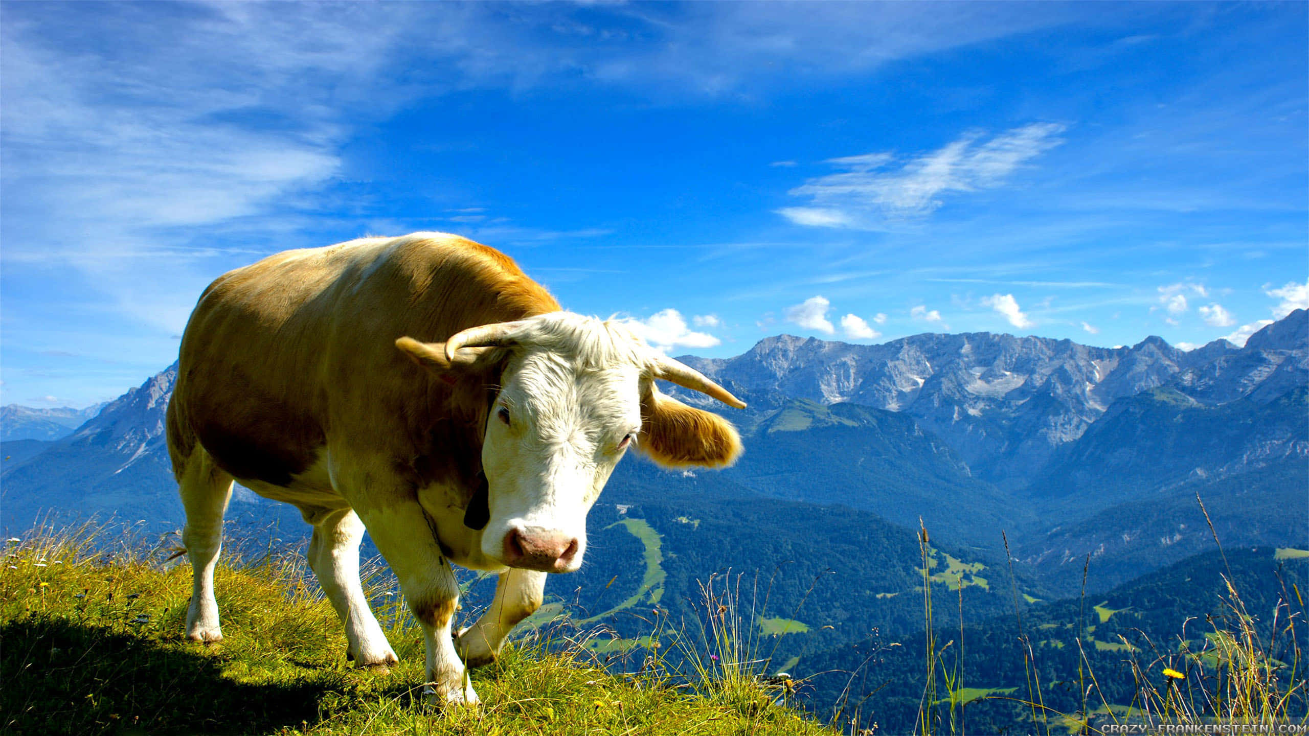 Brown Swiss Cow 桌布 壁紙 — 一頭啡白相間的牛站在陽光照耀的草地上，俯瞰著廣闊的山谷，天空湛藍明亮。