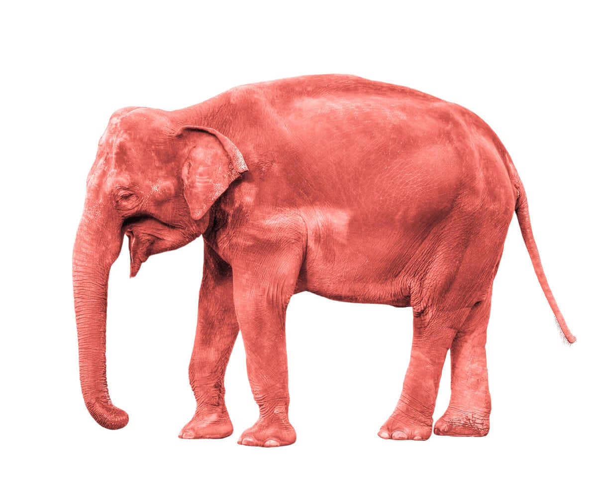 Pink Elephant 桌布 壁紙 — 一頭大象的全身側面圖，以引人注目的珊瑚紅色調呈現在純白色背景上。