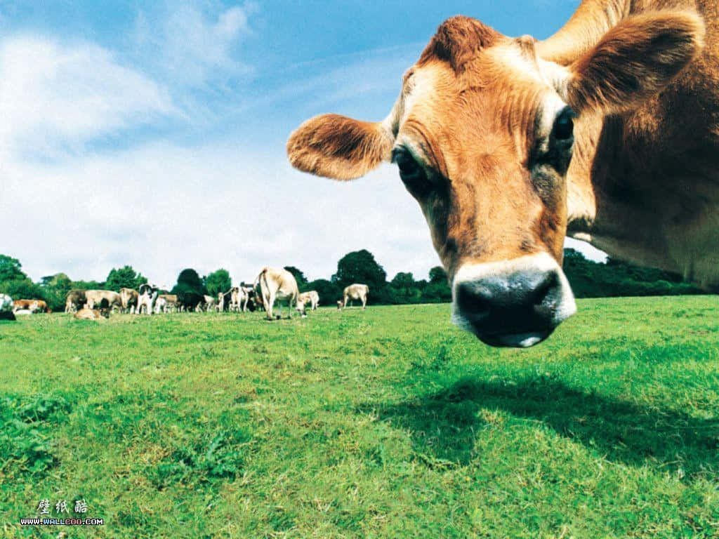 Farm Animal 桌布 壁紙 — 一頭好奇的棕色牛在鮮綠的牧場上，在明亮的藍天和散落的雲朵下，靠近鏡頭凝視。