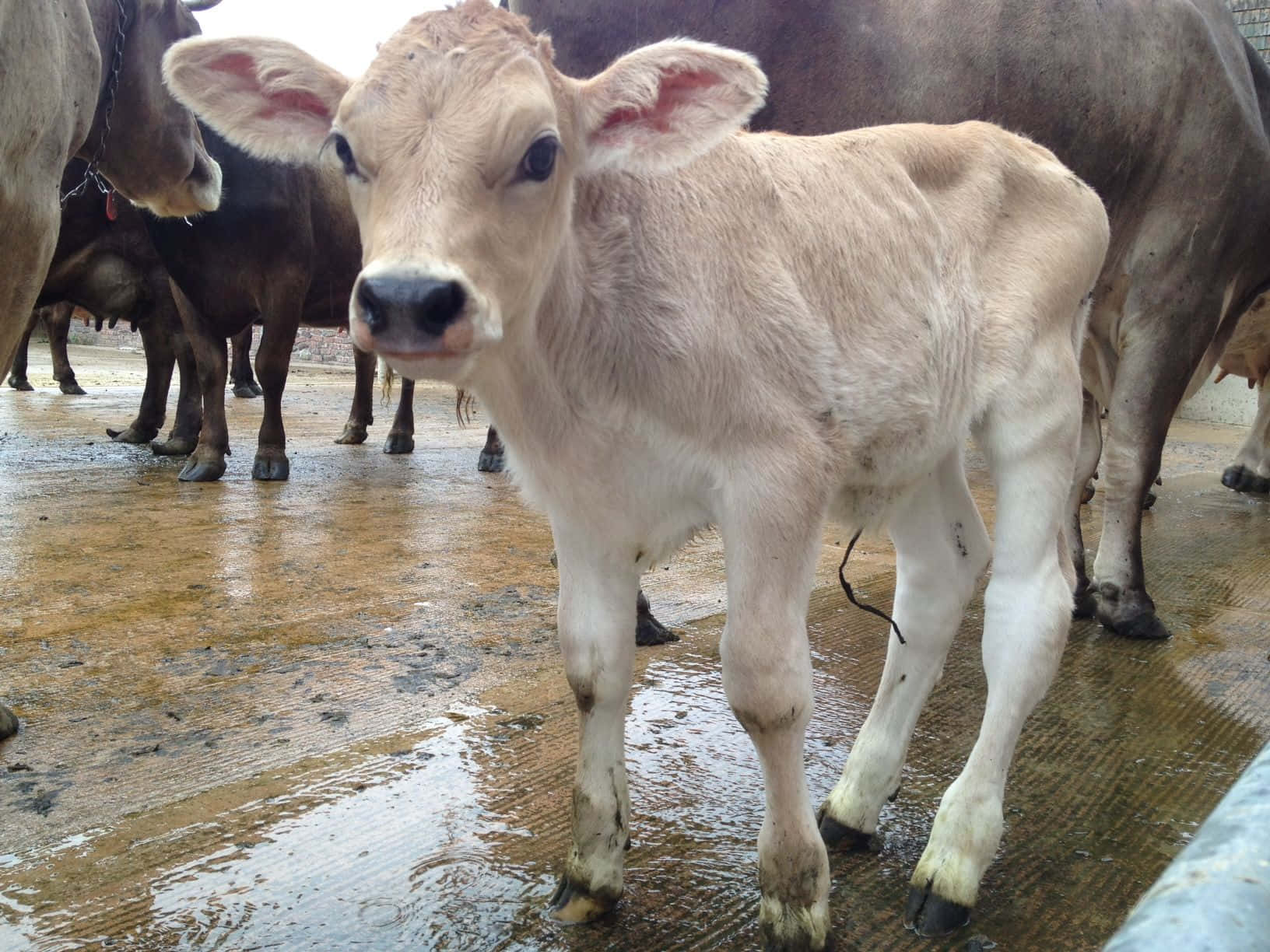 Brown Swiss Cow 桌布 壁紙 — 一頭好奇的淺棕色小牛站在淺泥水中，豎起大耳朵，用深色眼睛直視鏡頭。