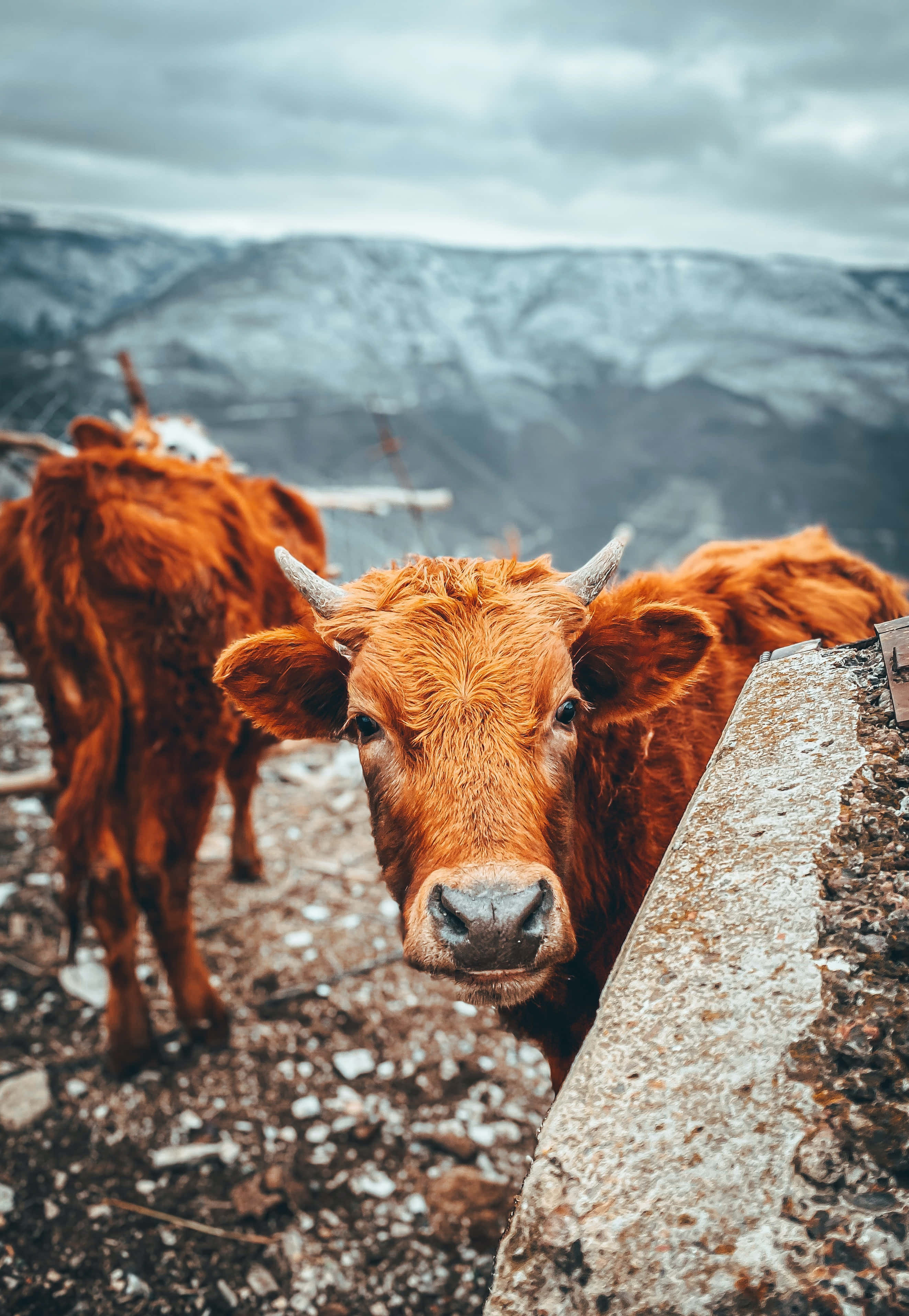 Brown Cow 桌布 壁紙 — 一頭好奇的紅棕色乳牛越過石牆窺視，背景是白雪覆蓋的山脈和陰雲密布的天空。