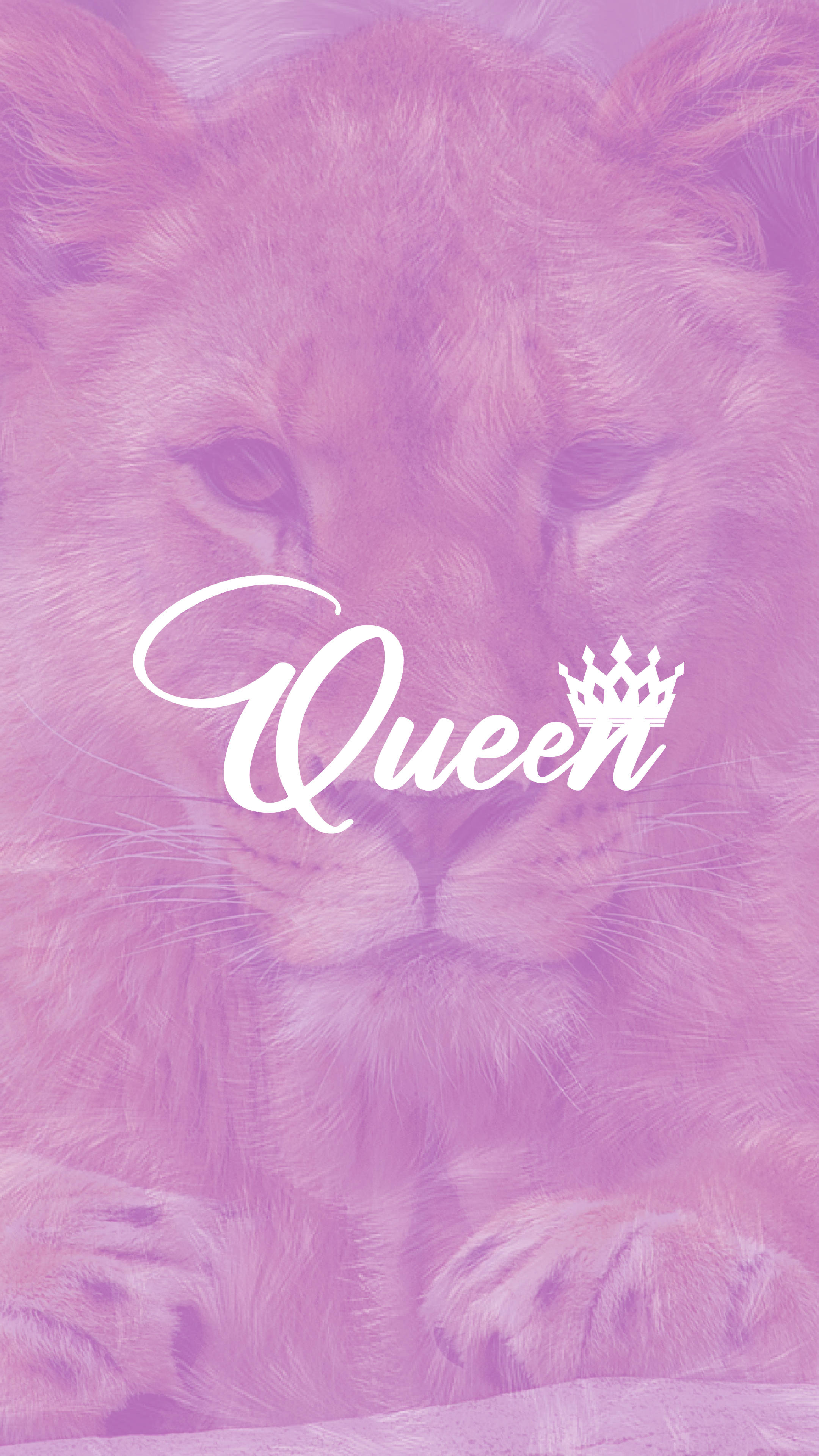 Queen 桌布 壁紙 — 一頭威嚴的母獅在柔和的紫色濾鏡下平靜地凝視，帶有「Queen」字樣和皇冠疊加。