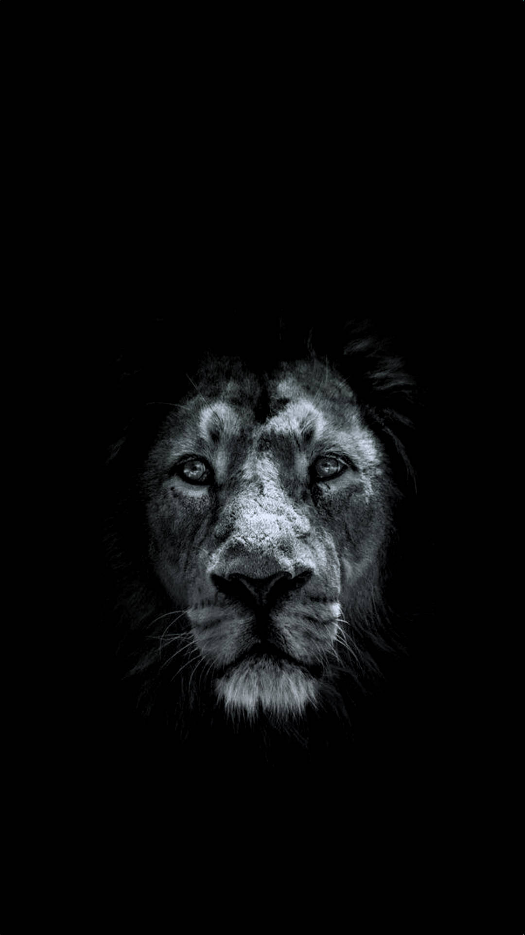 Lion Head 桌布 壁紙 — 一頭威嚴的獅子臉從黑暗中浮現，擁有銳利的眼睛和紋理分明的毛髮，呈現高對比度的黑白效果。