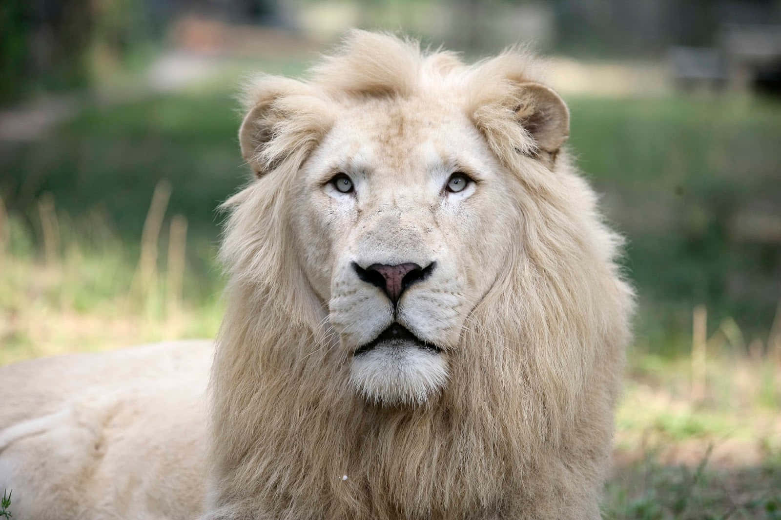 Lions 桌布 壁紙 — 一頭威嚴的白色雄獅，擁有銳利的藍色眼睛，在陽光照耀的草地上直視鏡頭。
