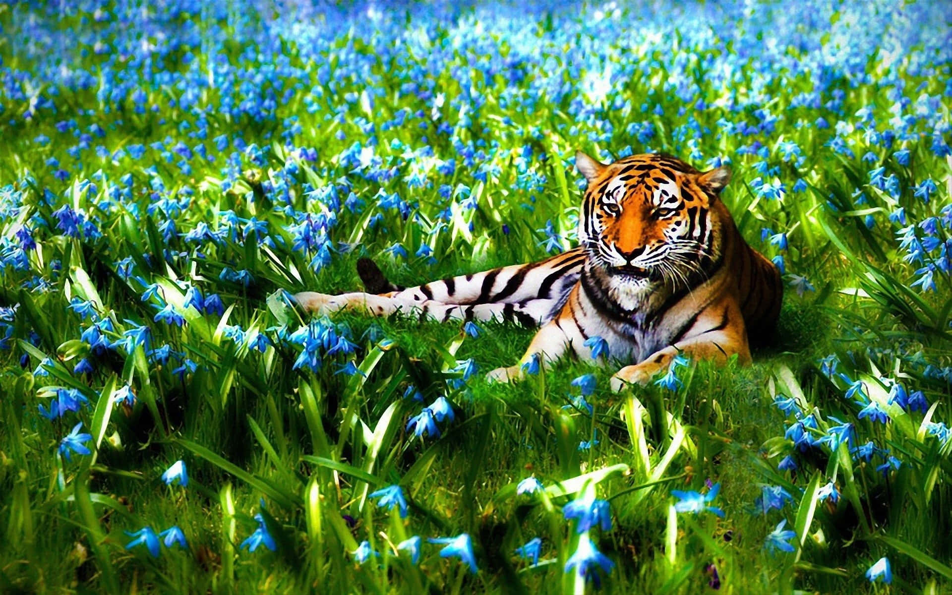 3d Animal 桌布 壁紙 — 一頭威嚴的老虎在明亮的陽光下，在充滿活力的綠草和散落的藍色花朵之間平靜地休息。