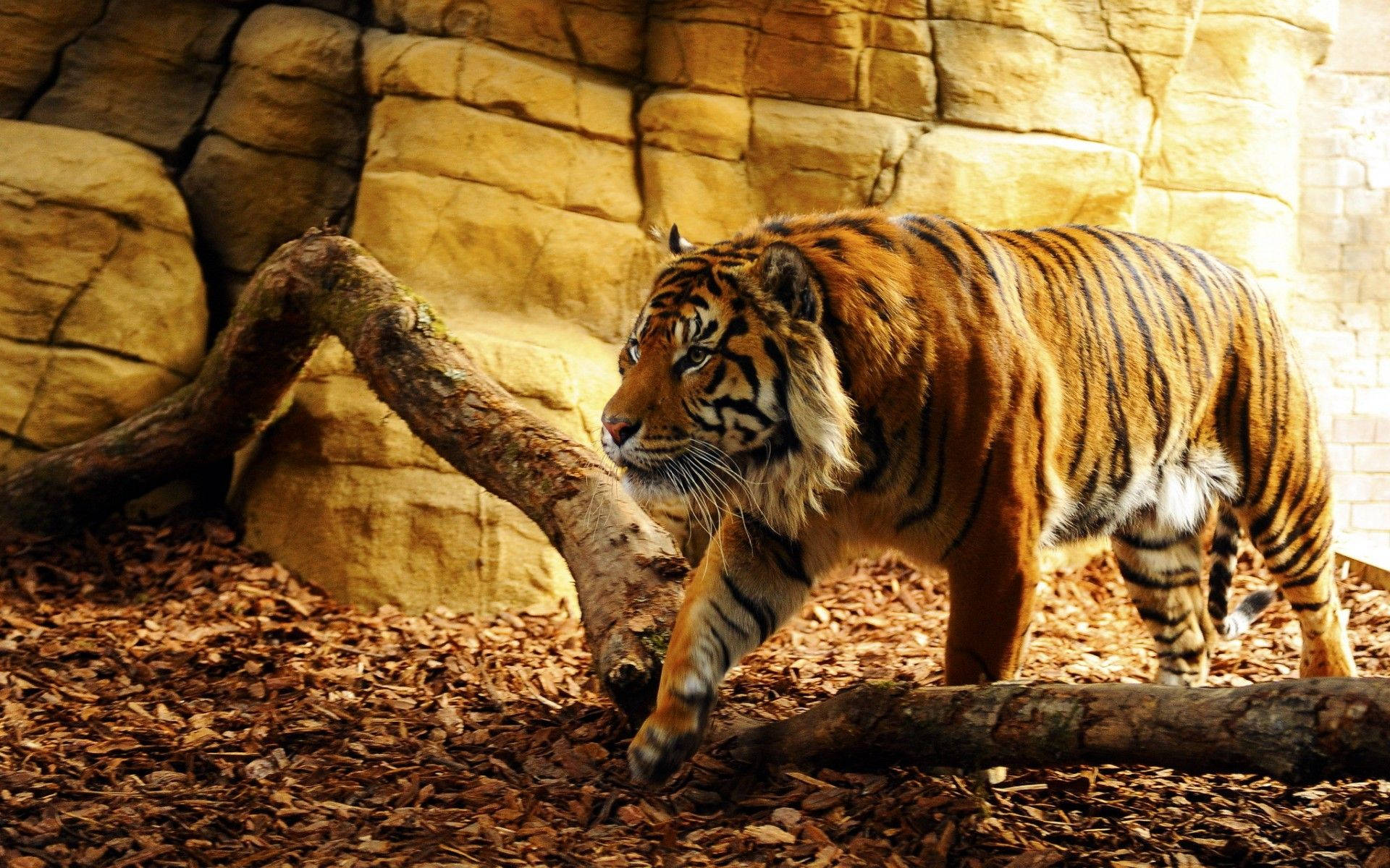 Tiger iPhone 桌布 壁紙 — 一頭威嚴的老虎在鋪滿棕色落葉的森林地面上，旁邊有一根倒下的圓木，背景是紋理石牆，強而有力地走過。