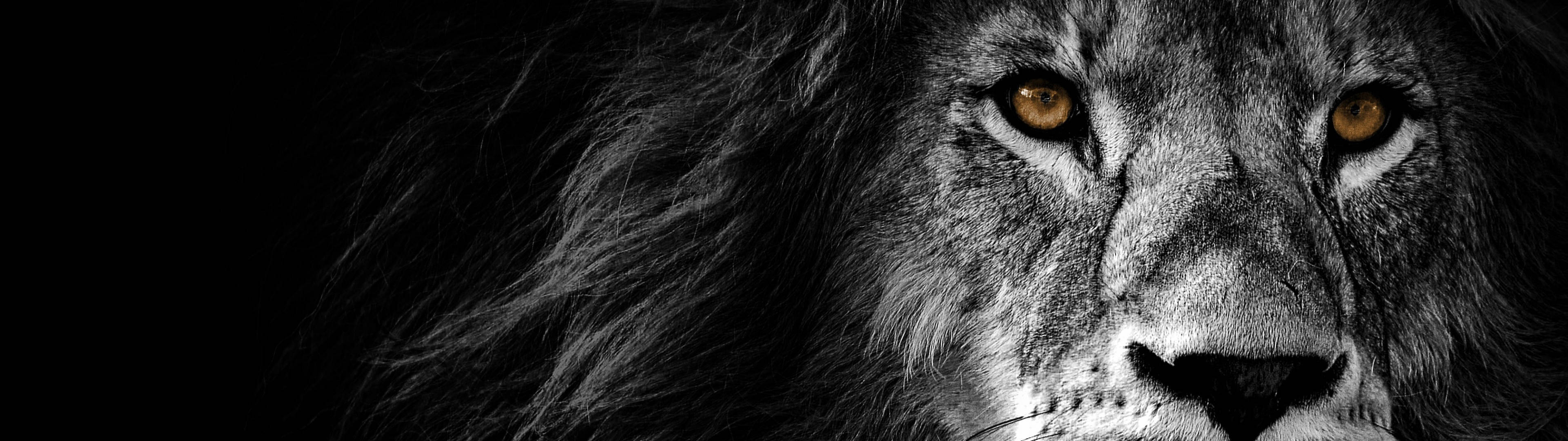 動物 桌布 壁紙 — 一頭威嚴的雄獅，其強烈的目光穿透黑暗，金色眼睛和細緻的毛髮紋理清晰可見。