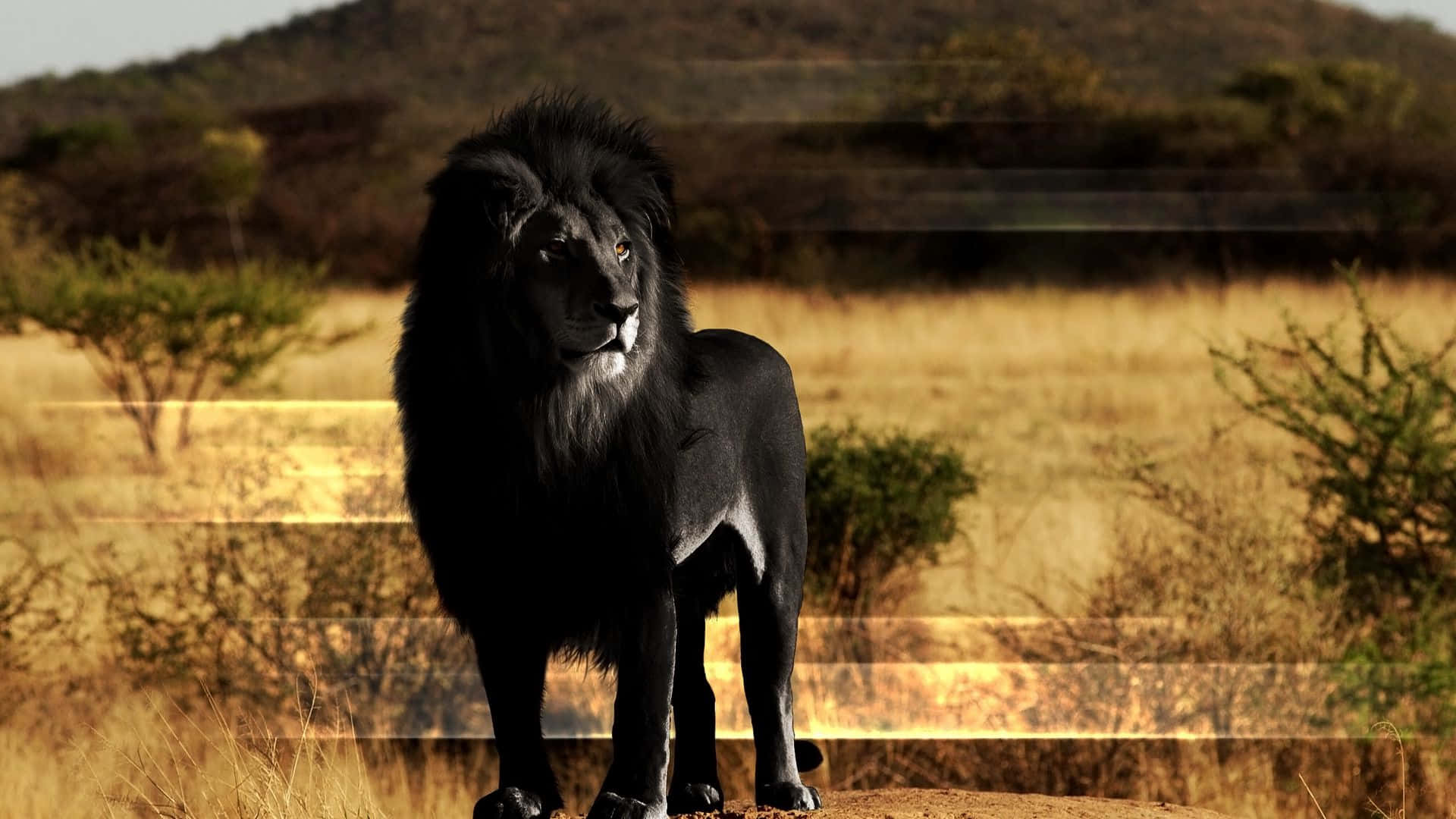 Black Lion 桌布 壁紙 — 一頭威嚴的黑獅子在溫暖陽光下，站在金色稀樹草原上，背景有模糊的金合歡樹和遠山。