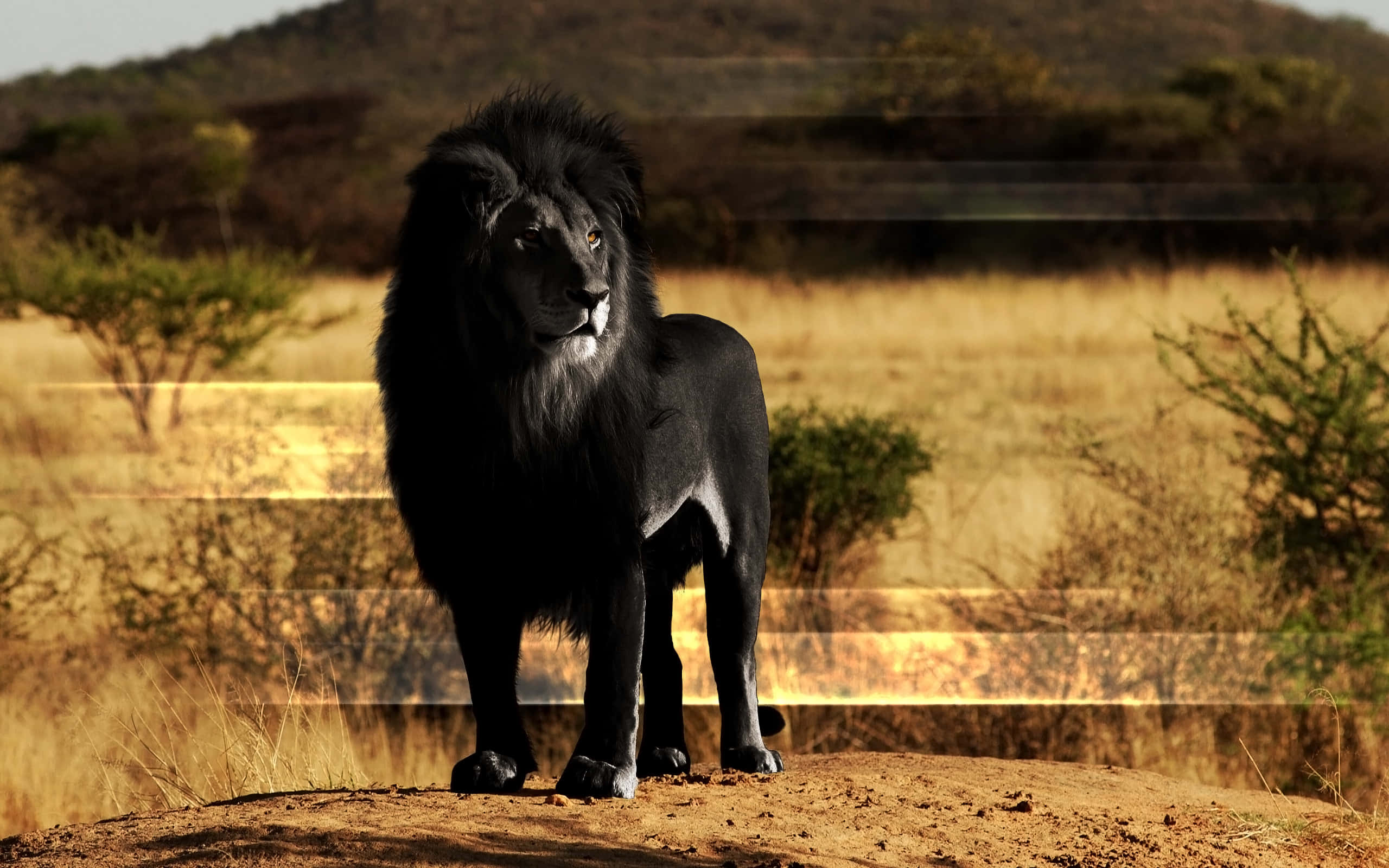 Lions 桌布 壁紙 — 一頭威嚴的黑獅子站在溫暖夕陽光下金色稀樹草原草叢中的土堆上。
