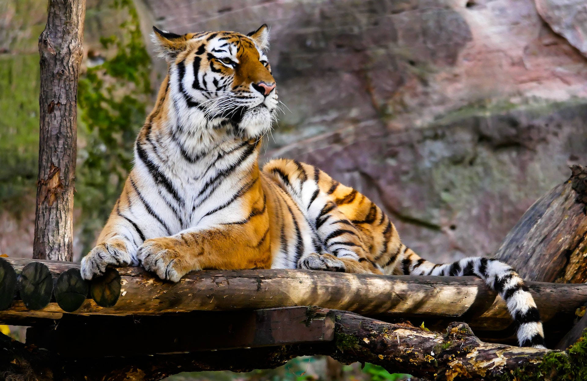 harimau 桌布 壁紙 — 一頭威猛的老虎在一個設有岩石懸崖和樹木的自然主義圍欄中，威風凜凜地躺在一根風化的木頭上休息。