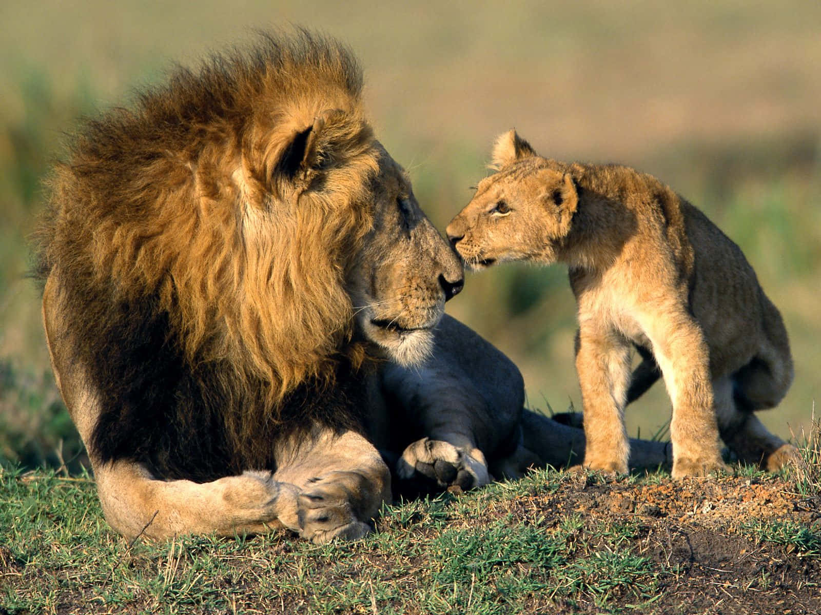 Wild Animals 桌布 壁紙 — 一頭威風凜凜、鬃毛濃密的成年雄獅，在陽光明媚的草原稀樹草原上，溫柔地蹭著一頭好奇的小獅子。