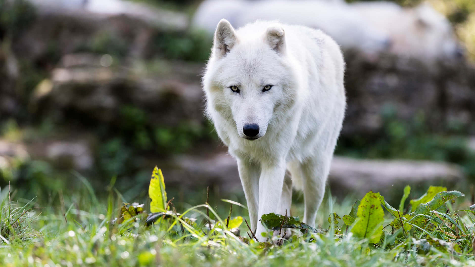 Wolf In Summer 桌布 壁紙 — 一頭威風凜凜的白狼穿過翠綠的草地，銳利的眼睛直視著觀眾。