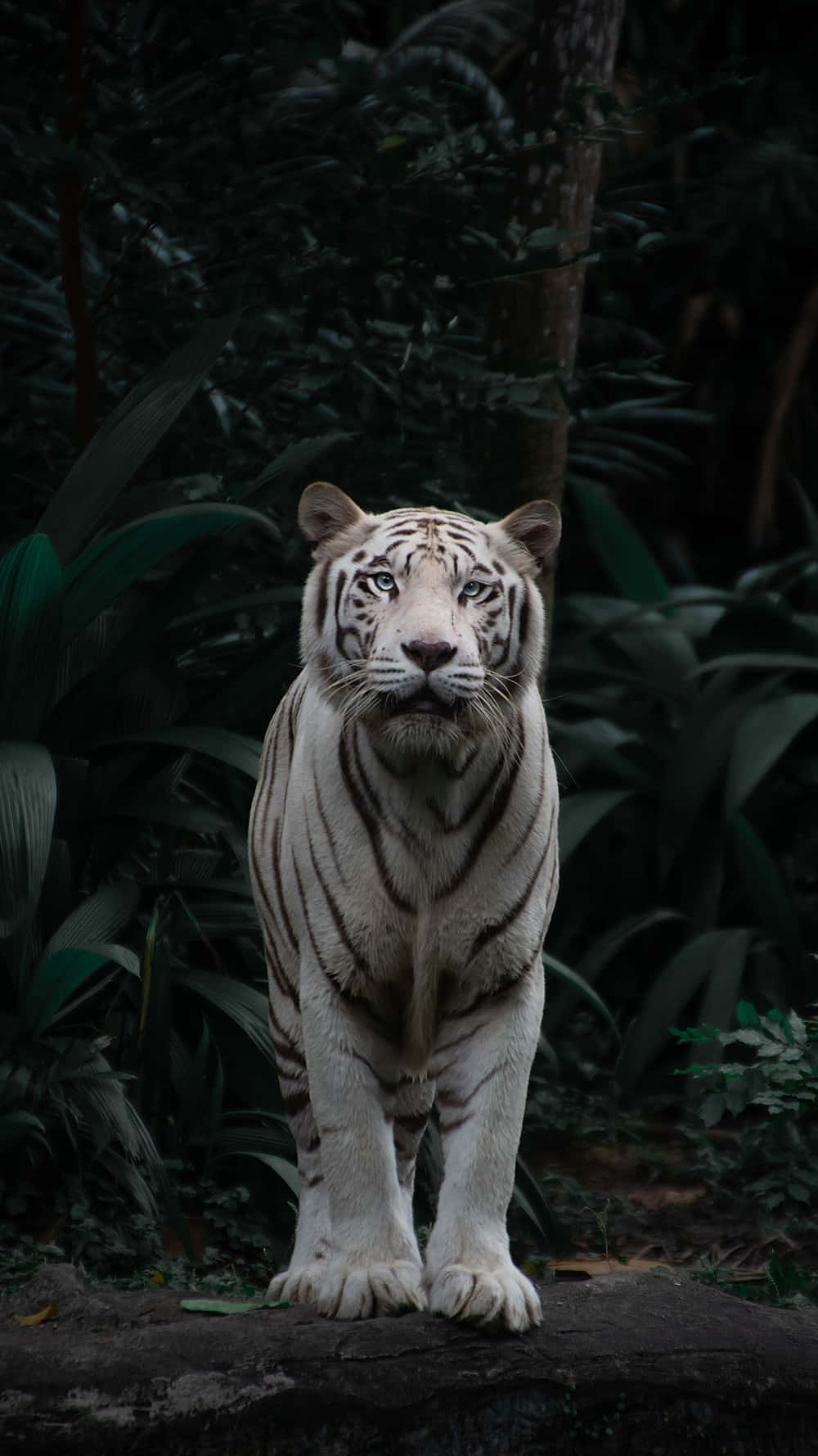 Beautiful Wildlife 桌布 壁紙 — 一頭威風凜凜的白虎，擁有銳利的藍色眼睛，警覺地站在被茂密深綠色樹葉環繞的岩石上。
