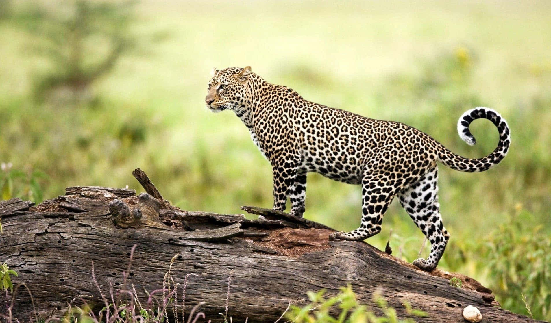 Wild Animals 桌布 壁紙 — 一頭威風凜凜的花豹警覺地站在一根風化的木頭上，身處一片翠綠茂盛的稀樹草原，其斑點皮毛在自然光下閃閃發光。