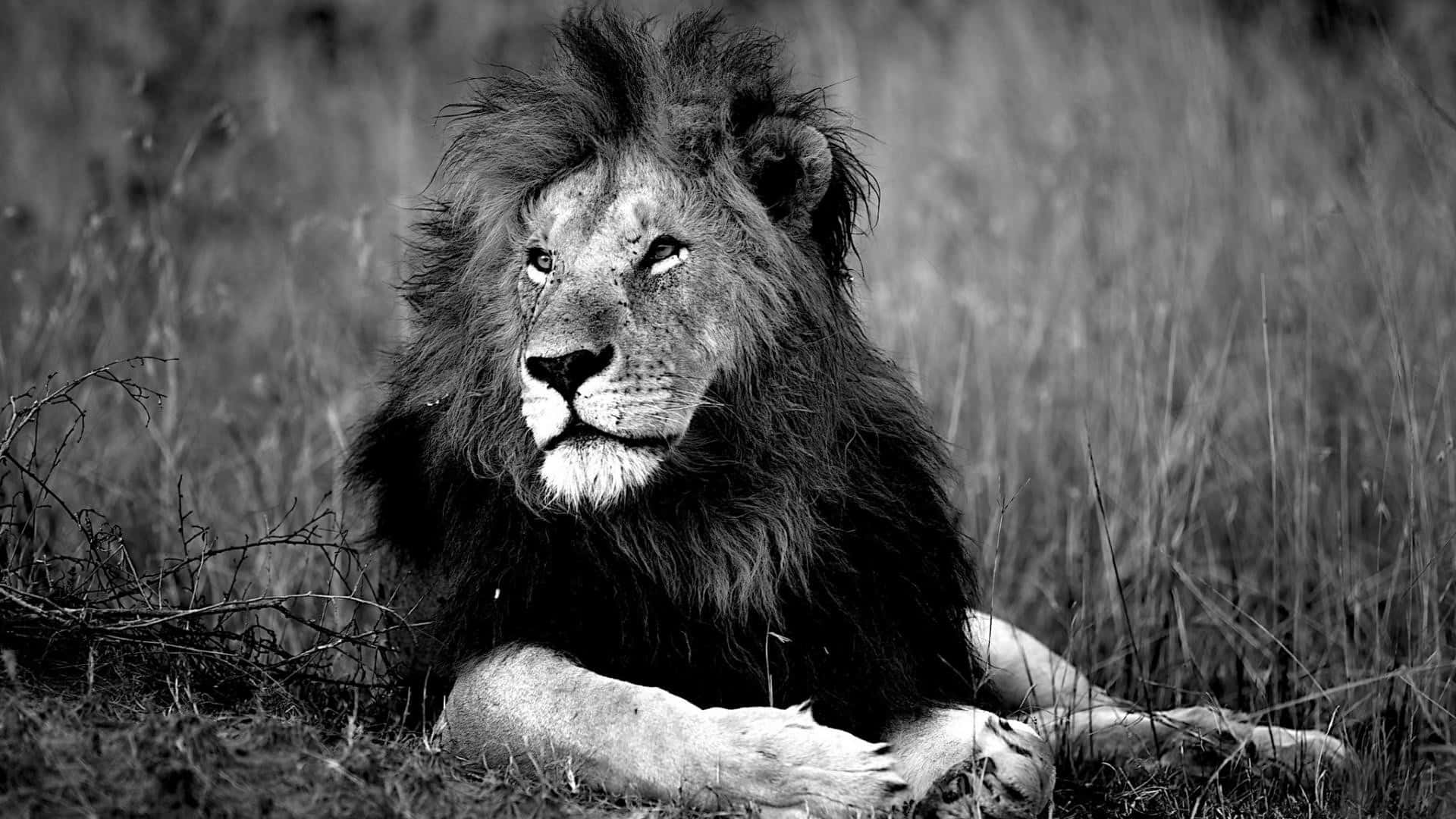 Lions 桌布 壁紙 — 一頭威風凜凜的雄獅在高高的草叢中休息，眼神凌厲，以引人注目的黑白影像捕捉。