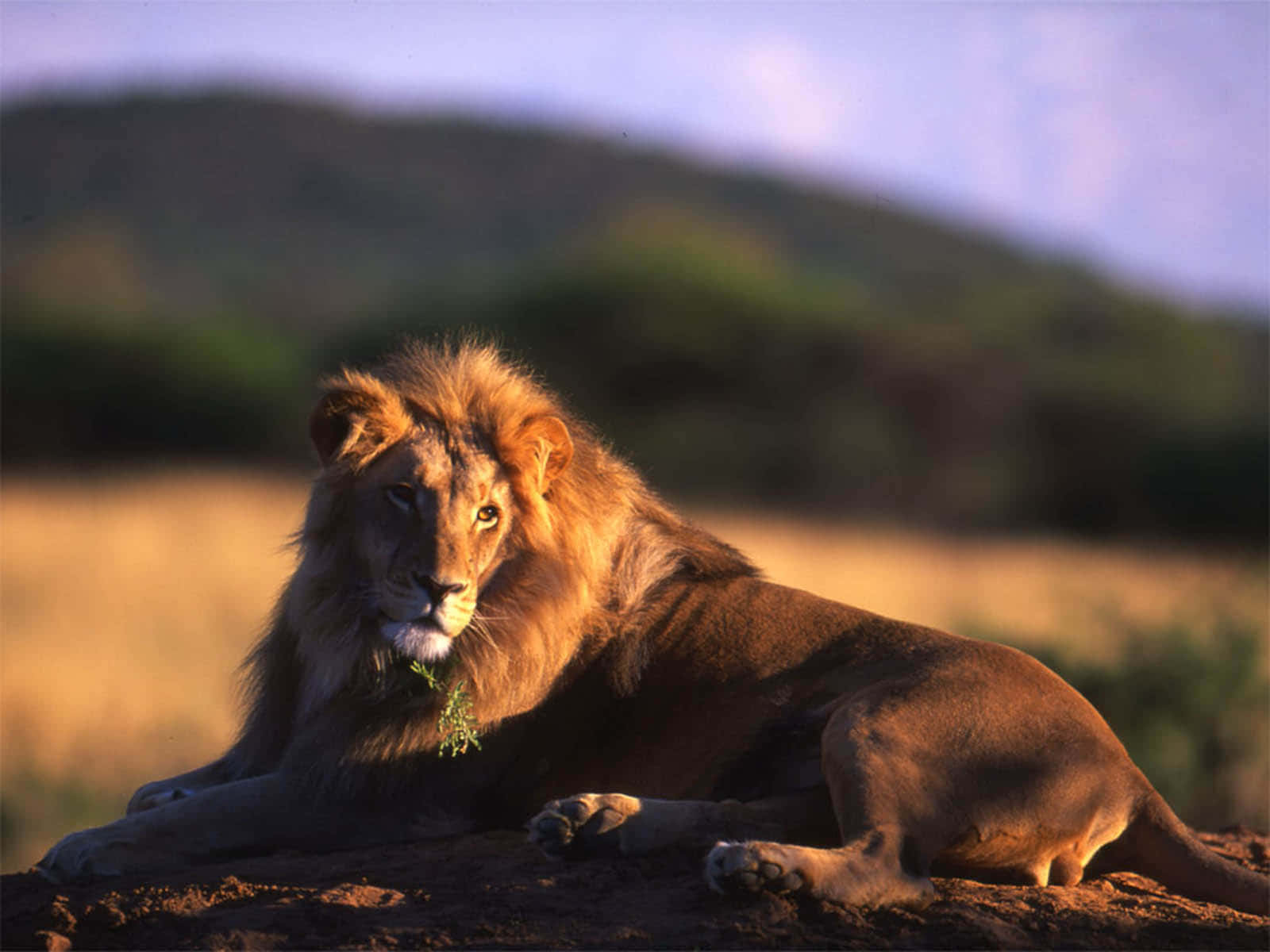 Lions 桌布 壁紙 — 一頭威風凜凜的雄獅威嚴地躺在陽光照耀的岩石上，背景是金色的草原和模糊的山丘。