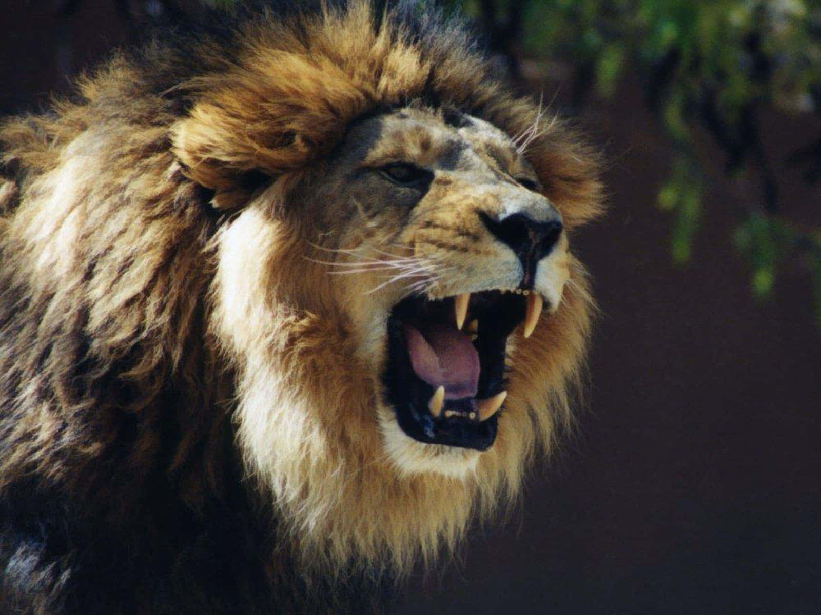 Lions 桌布 壁紙 — 一頭威風凜凜的雄獅張大嘴巴，露出鋒利的牙齒和粉紅色的舌頭，在模糊的綠色樹葉背景下猛烈咆哮。