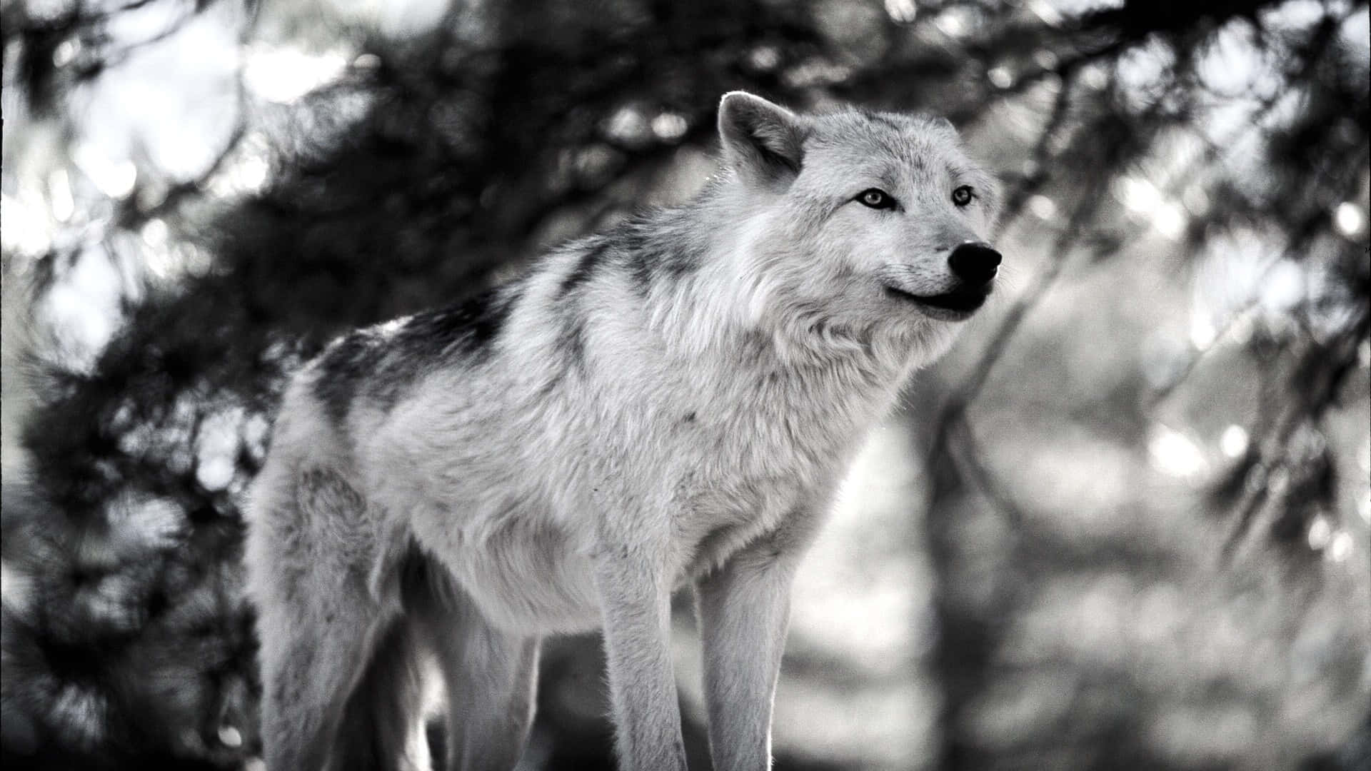Lone Wolf 桌布 壁紙 — 一頭孤狼在單色森林中警覺地站立，其毛髮細節與模糊的樹枝形成對比。