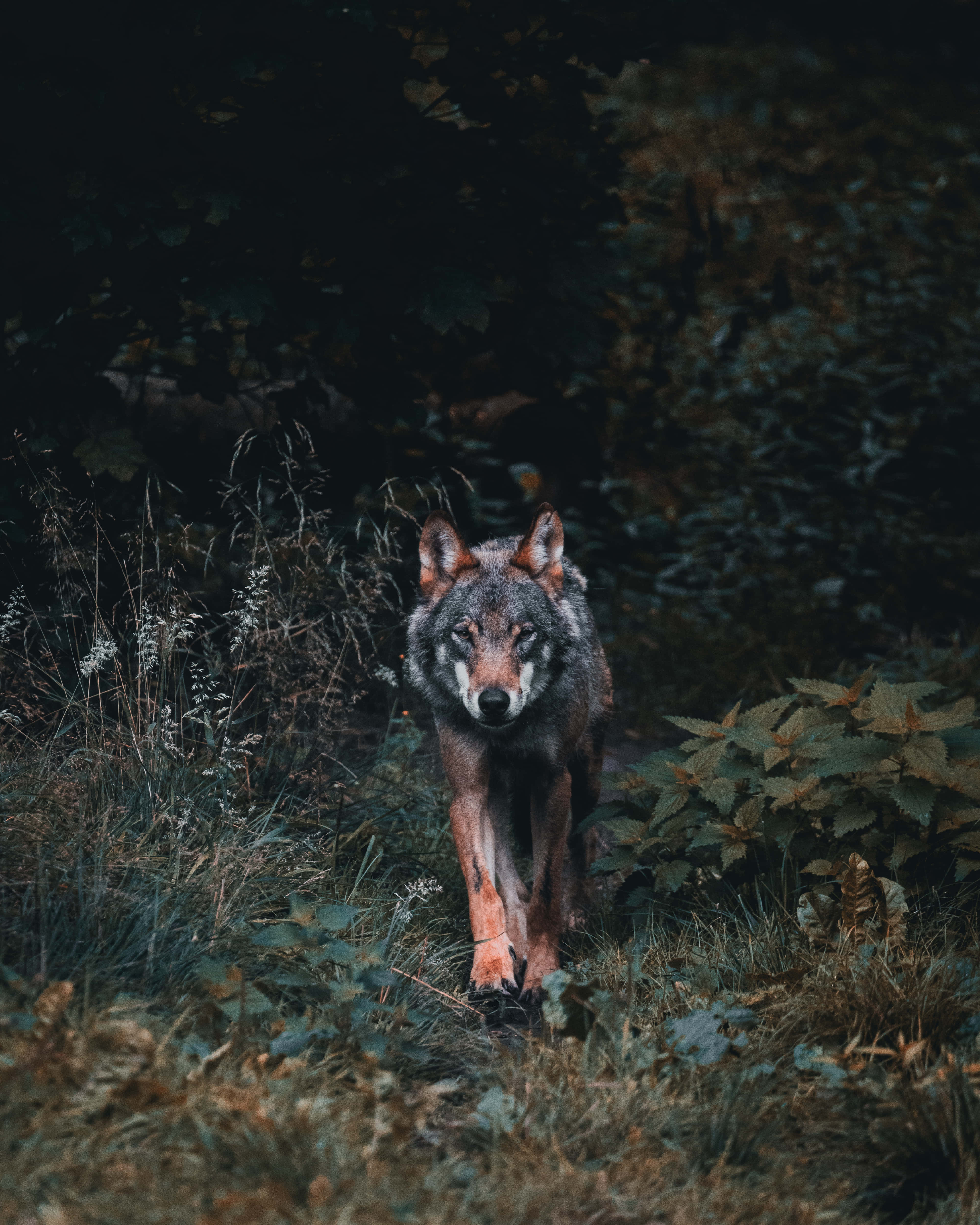 Lone Wolf 桌布 壁紙 — 一頭孤狼在昏暗陰鬱的燈光下，穿過秋葉茂密的密林向前邁進。