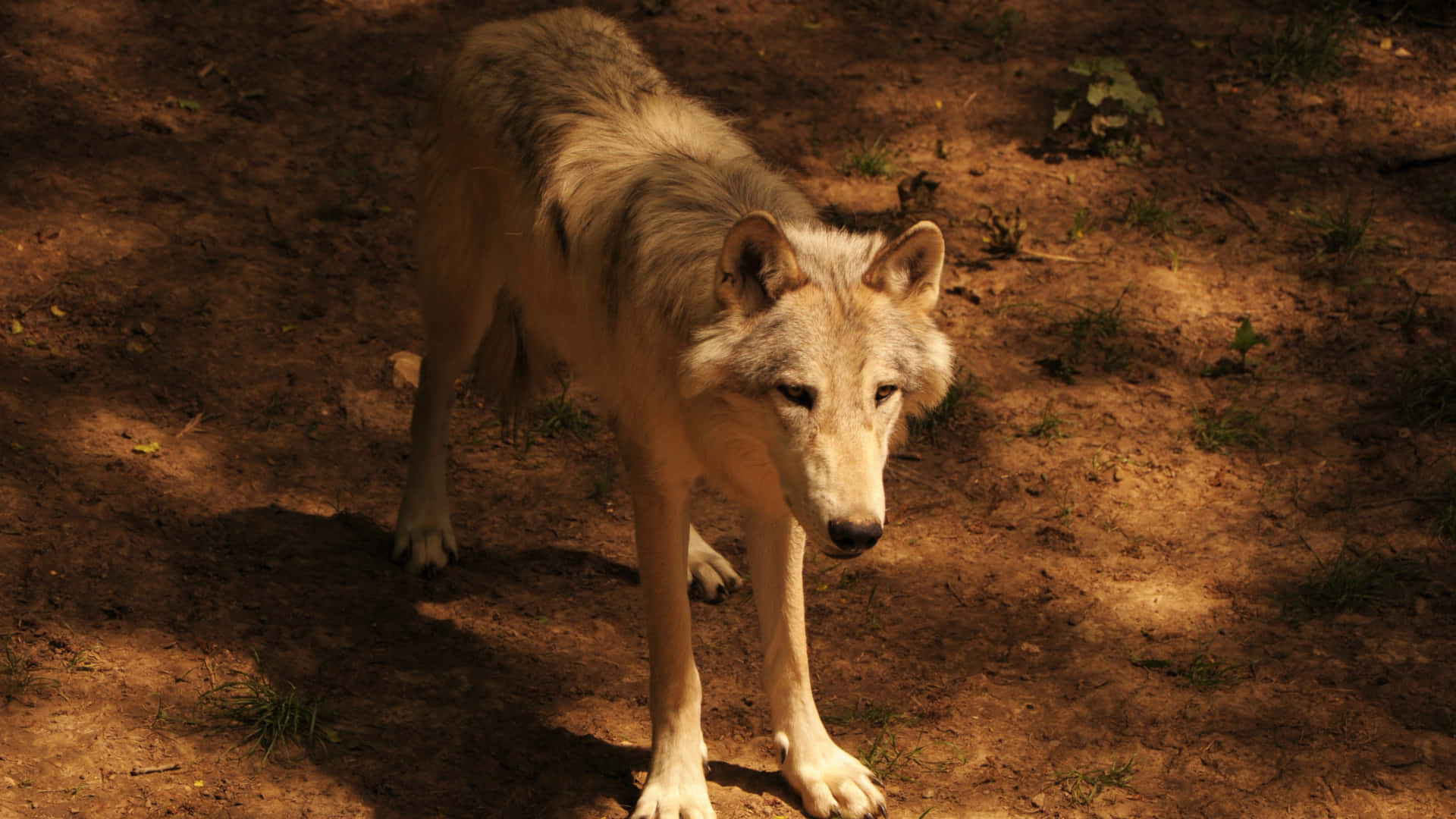 Wolf In Summer 桌布 壁紙 — 一頭孤狼在泥土森林地面上斑駁的陽光中警覺地站立，投下長長的影子。
