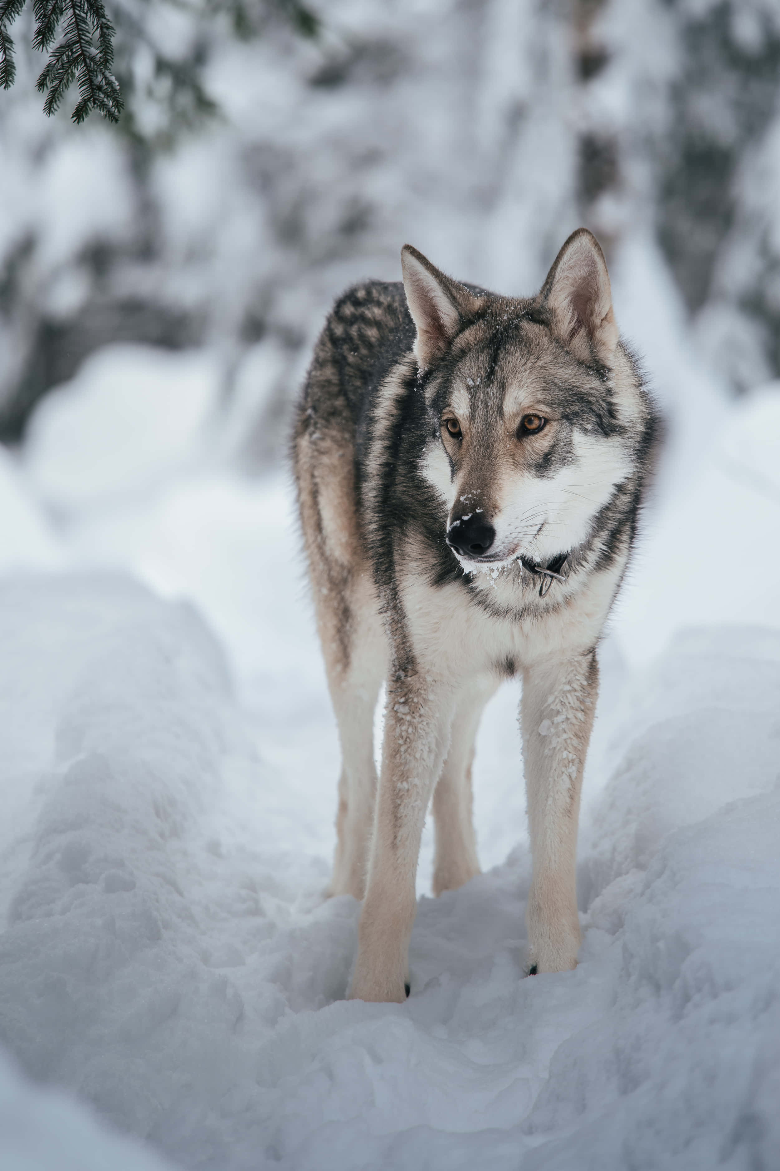 Wolf In Winter 桌布 壁紙 — 一頭孤狼在深雪中警覺地站立，皮毛上沾滿霜花，背景是模糊的冬日森林。