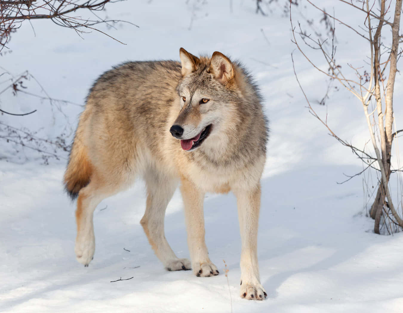 Wolf In Winter 桌布 壁紙 — 一頭孤狼在白雪皚皚的冬季景觀中警覺地站立，光禿的樹枝在明亮的白色地面上投下陰影。