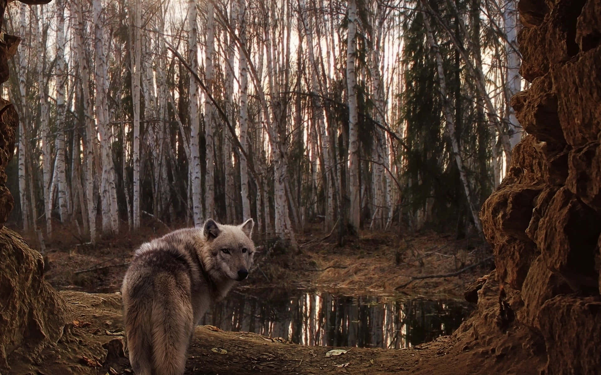 Wolf In Forest 桌布 壁紙 — 一頭孤狼在金色時刻的白樺林中，警覺地站在靜止的池塘旁，四周是崎嶇的岩石。