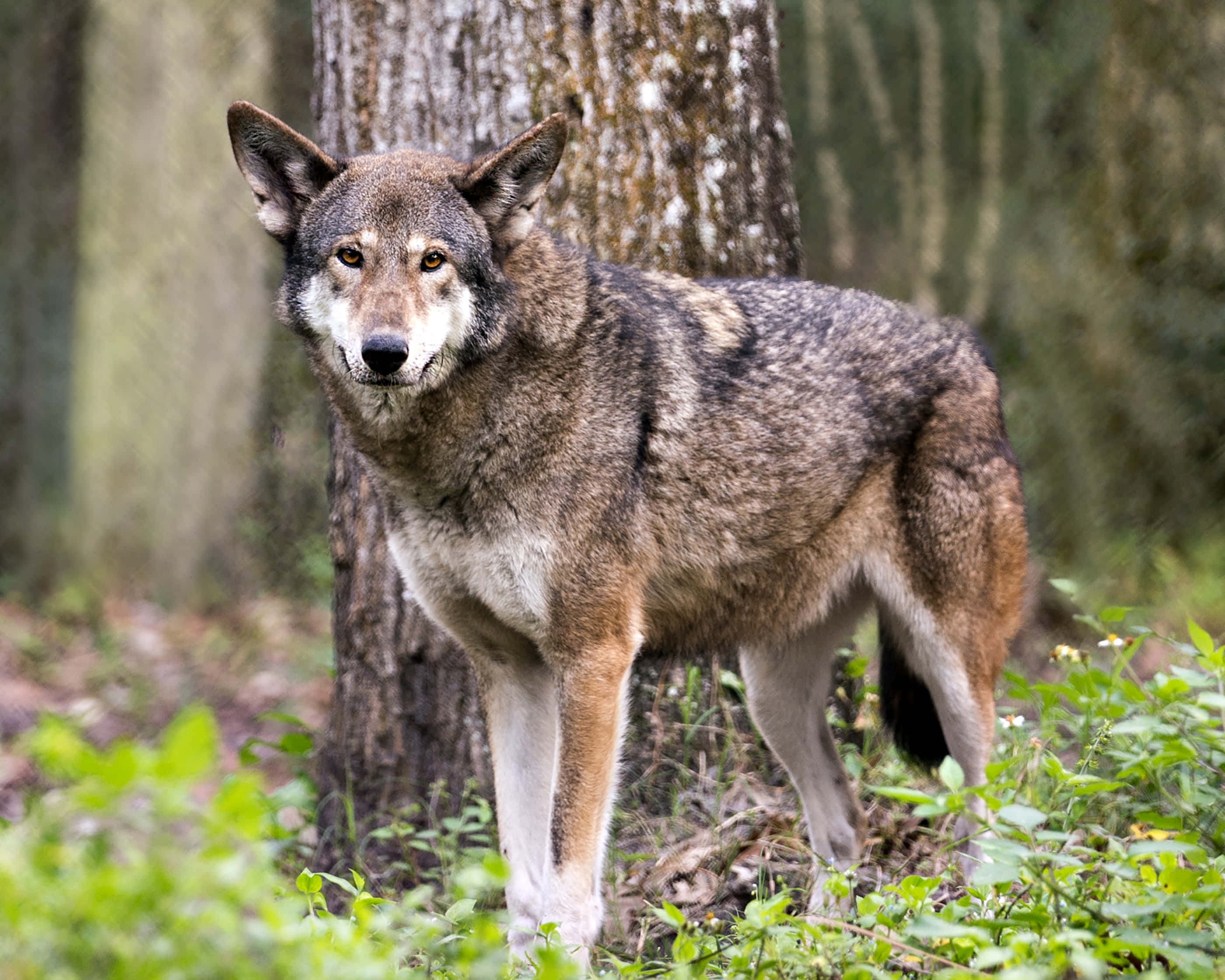 Wolf Photography 桌布 壁紙 — 一頭孤狼在陽光明媚的森林中警覺地站立，其毛皮與長滿苔蘚的樹木和綠色灌木叢融為一體。