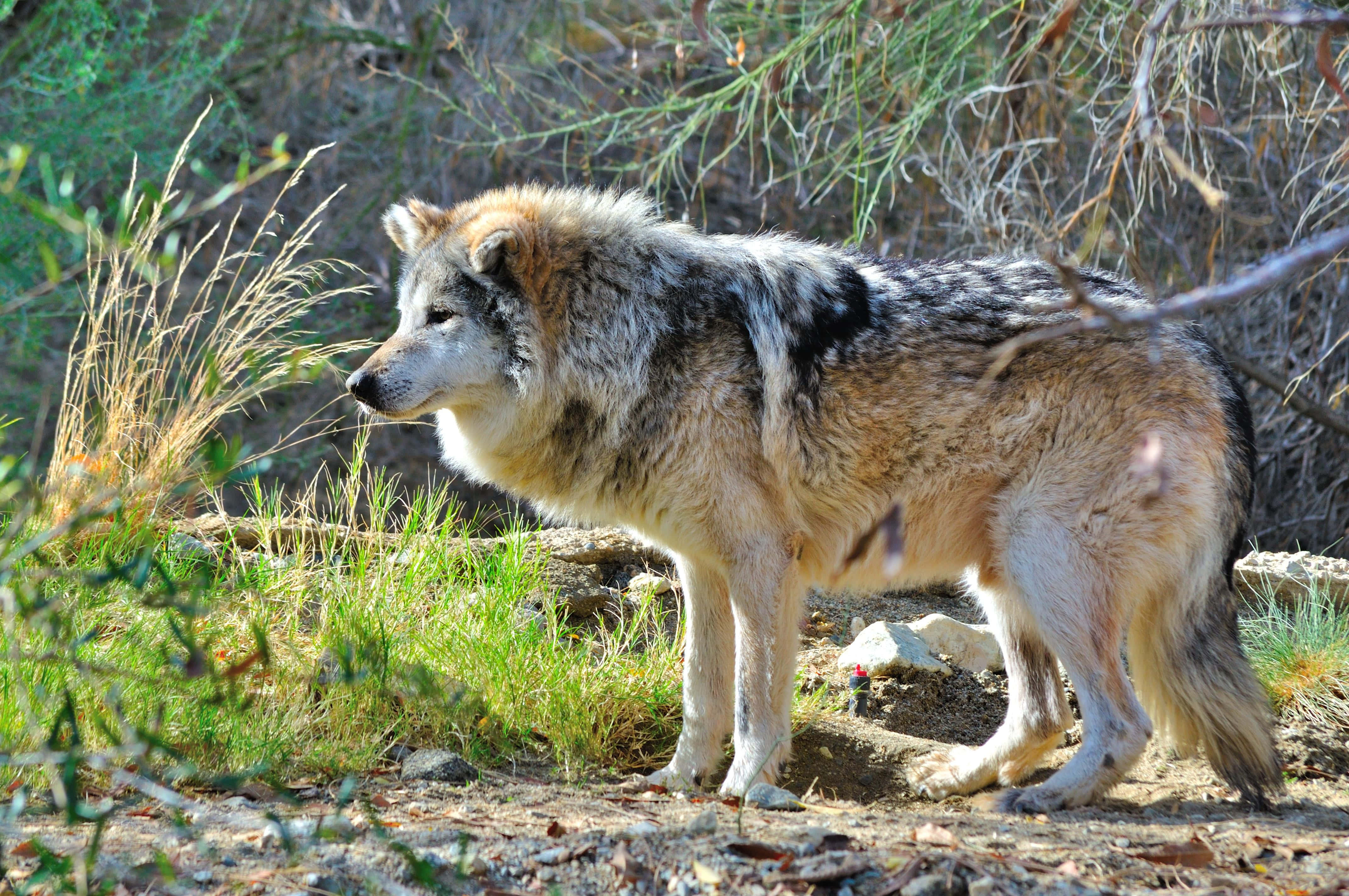 Mexican Wolf 桌布 壁紙 — 一頭孤狼在陽光照耀的灌木叢中警覺地站立，腳邊有綠草和乾枯的樹枝。