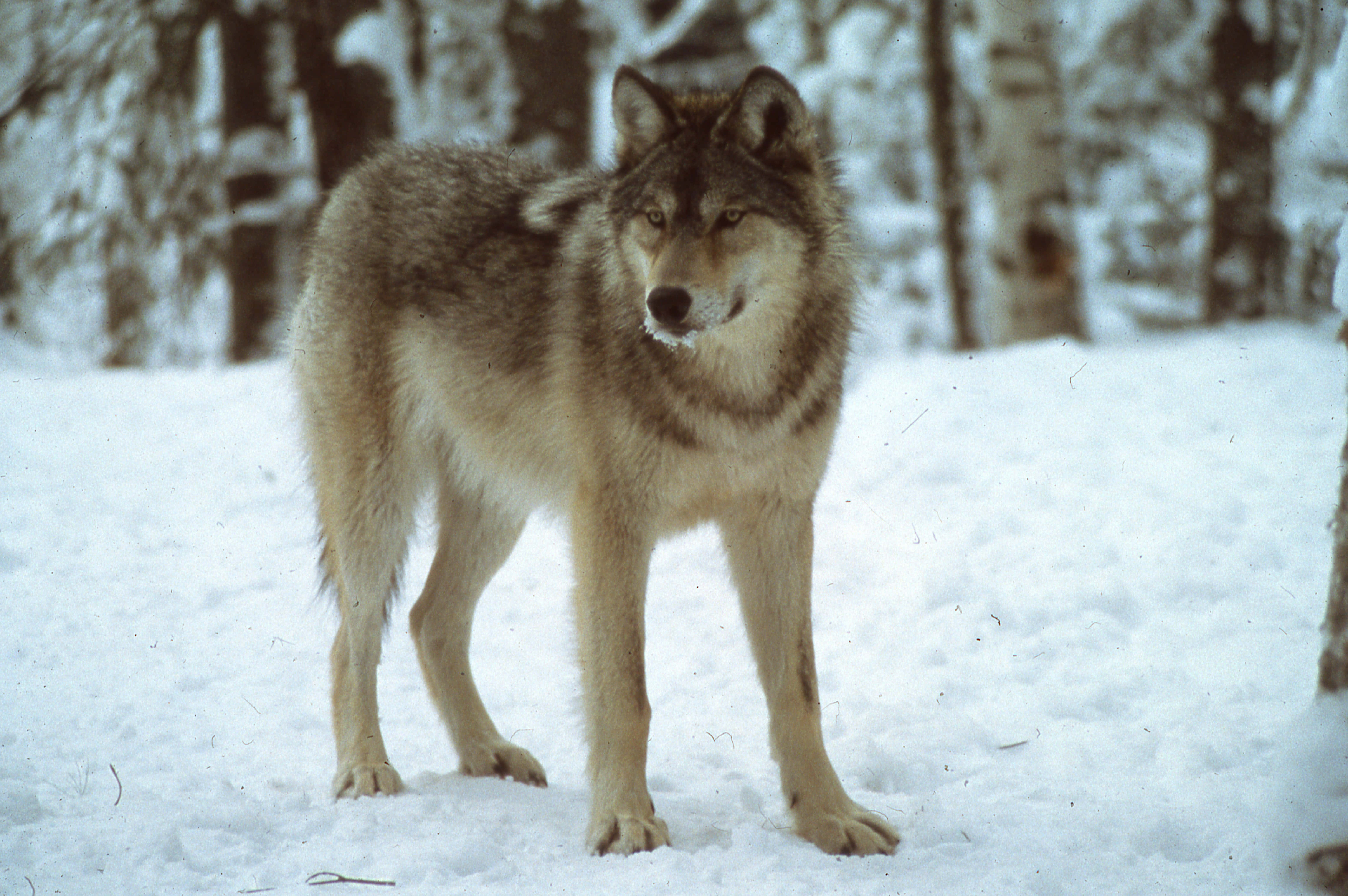 Wolf In Snow 桌布 壁紙 — 一頭孤狼在雪地森林中警覺地站立，毛皮上沾滿霜雪，背景是光禿禿的冬季樹木。
