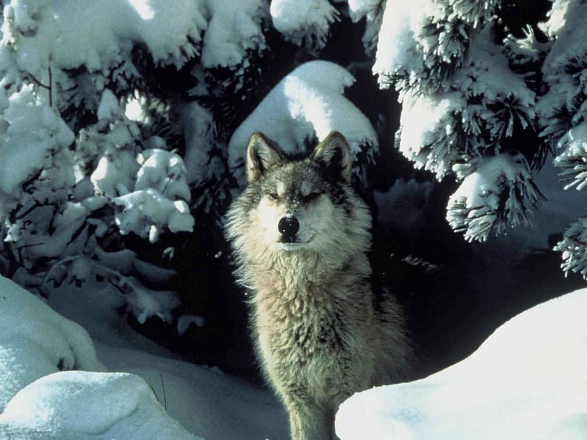 Wolf Photography 桌布 壁紙 — 一頭孤狼在雪林裏警覺地站着，四周是掛滿積雪的常綠樹枝，在明亮的日光下。