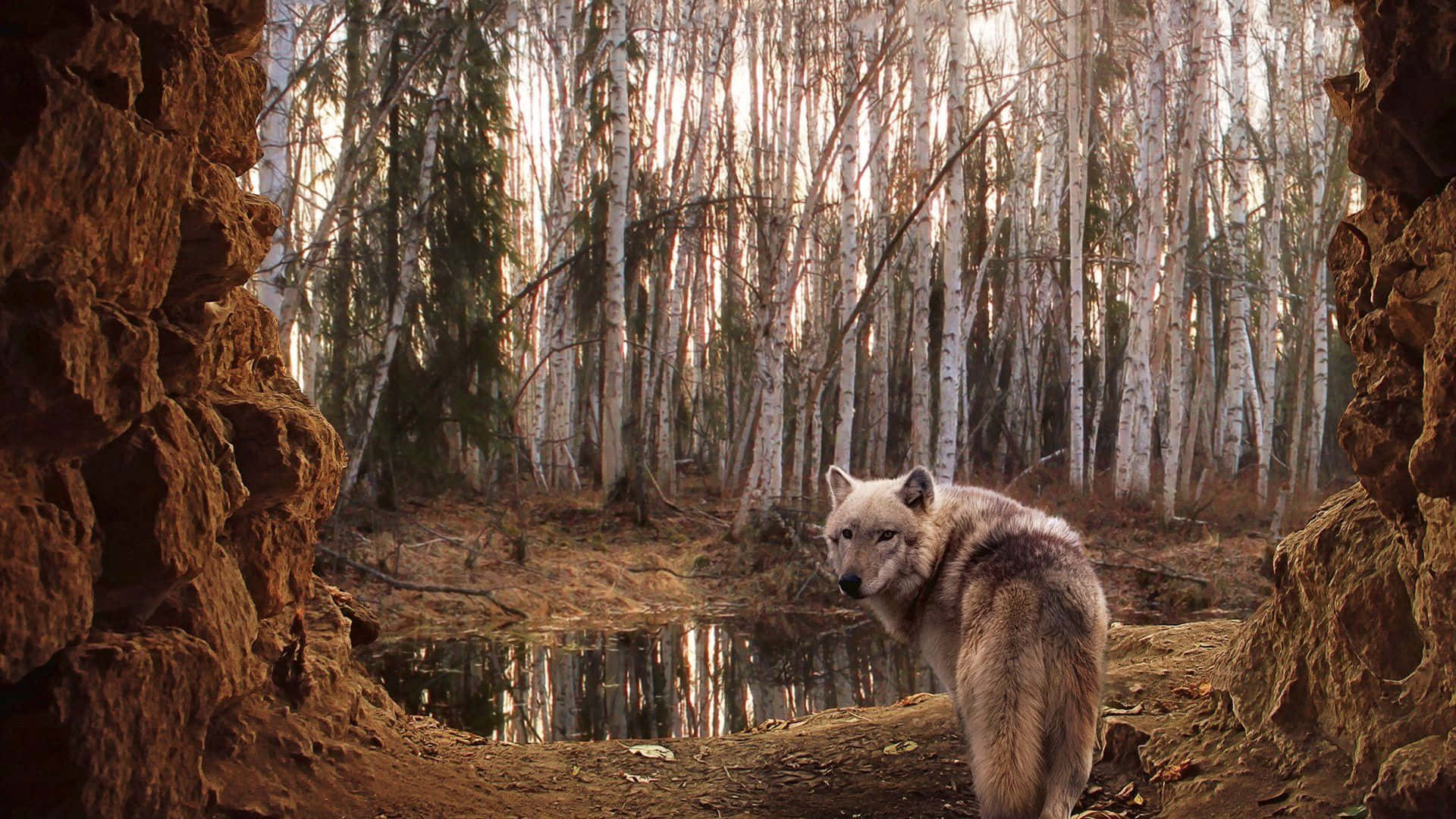 Wolf In Forest 桌布 壁紙 — 一頭孤狼站在森林池塘邊，四周是崎嶇的岩石，金色光線穿過白樺樹灑落。