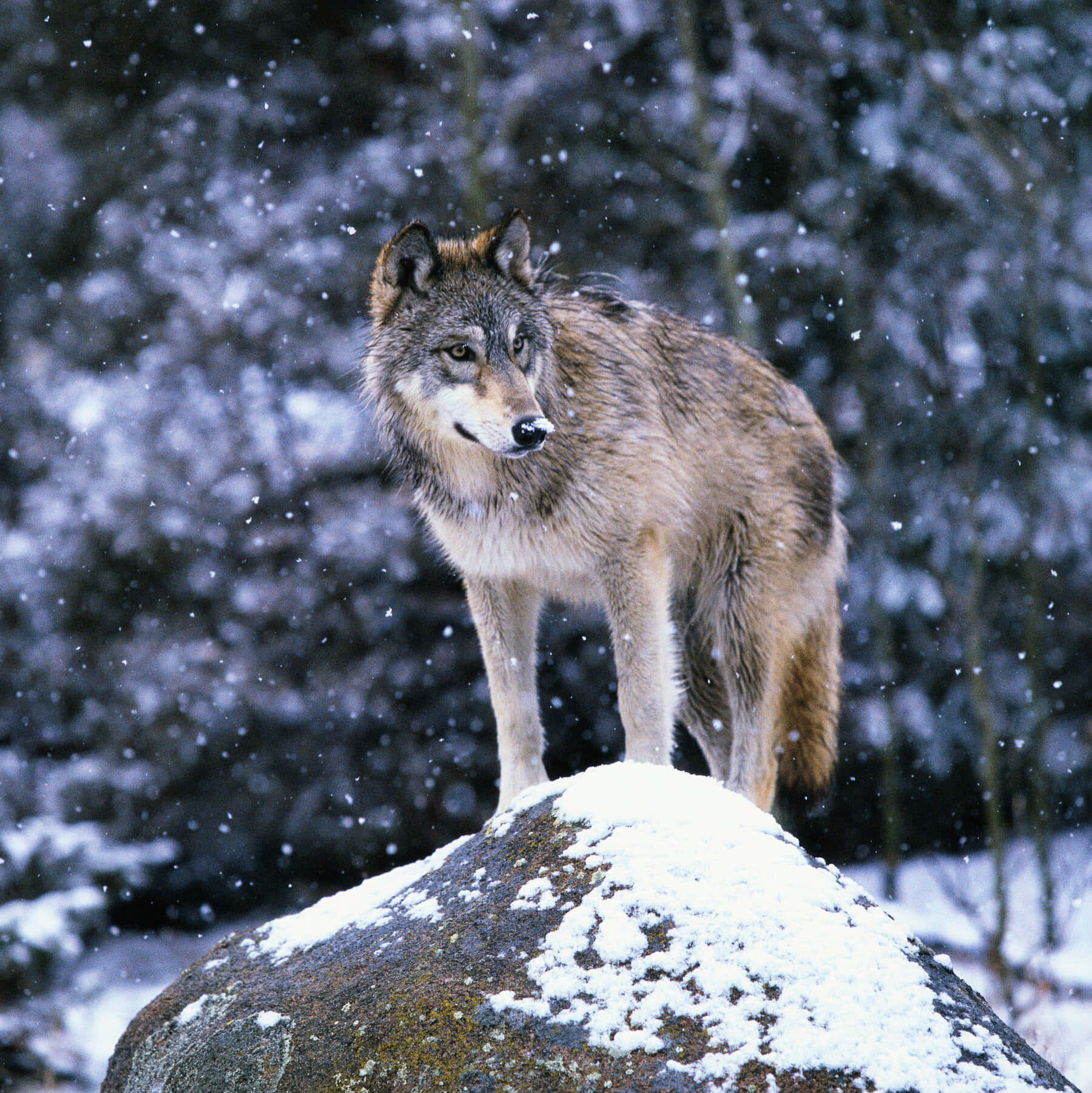 Wolf Photography 桌布 壁紙 — 一頭孤狼警覺地站在灑滿雪花的岩石上，雪花在模糊的冬季森林背景下飄落。