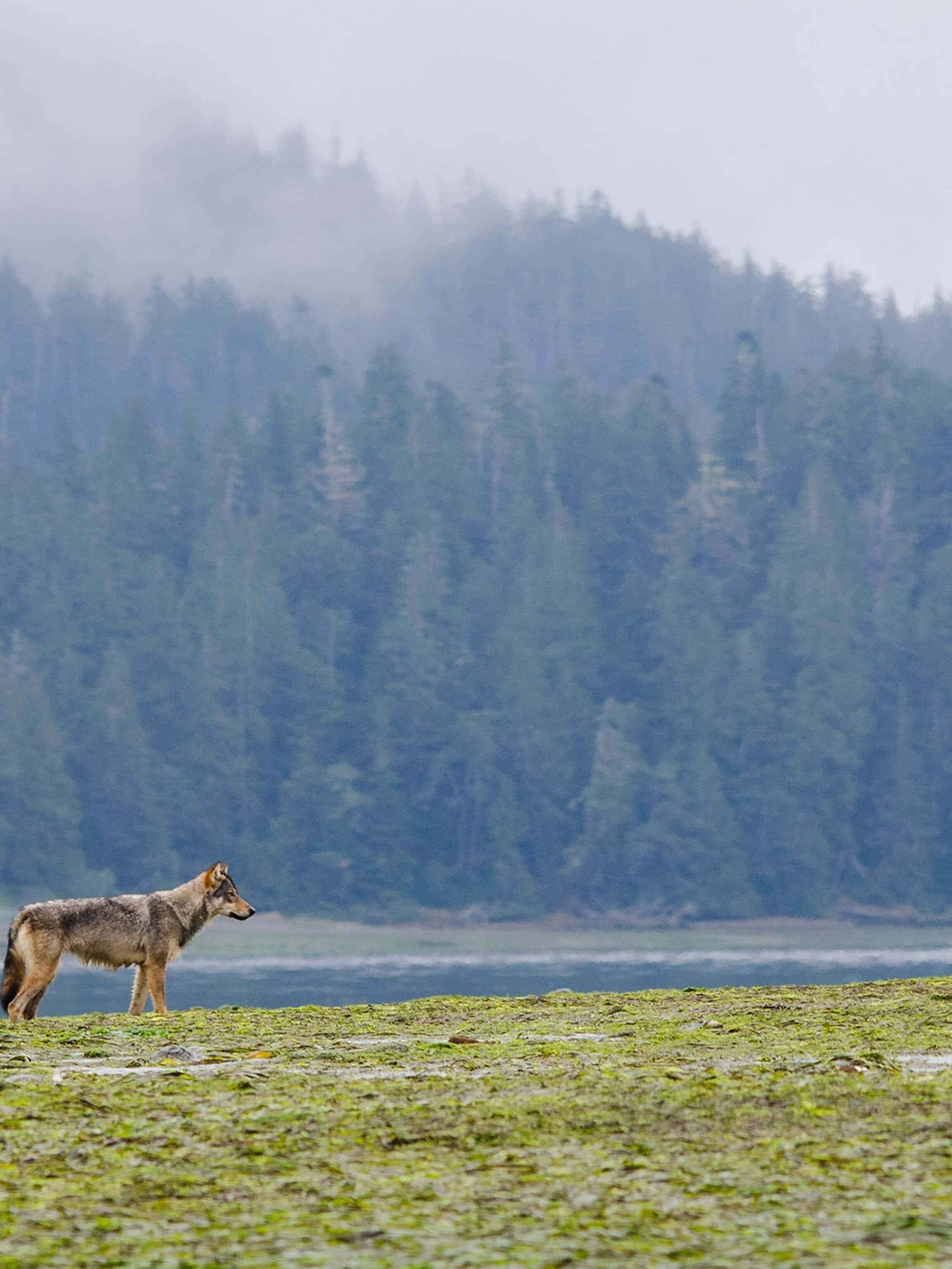 Wolf In Water 桌布 壁紙 — 一頭孤狼警覺地站在長滿苔蘚的湖岸邊，背景是霧氣瀰漫的湖泊和森林覆蓋的山丘。
